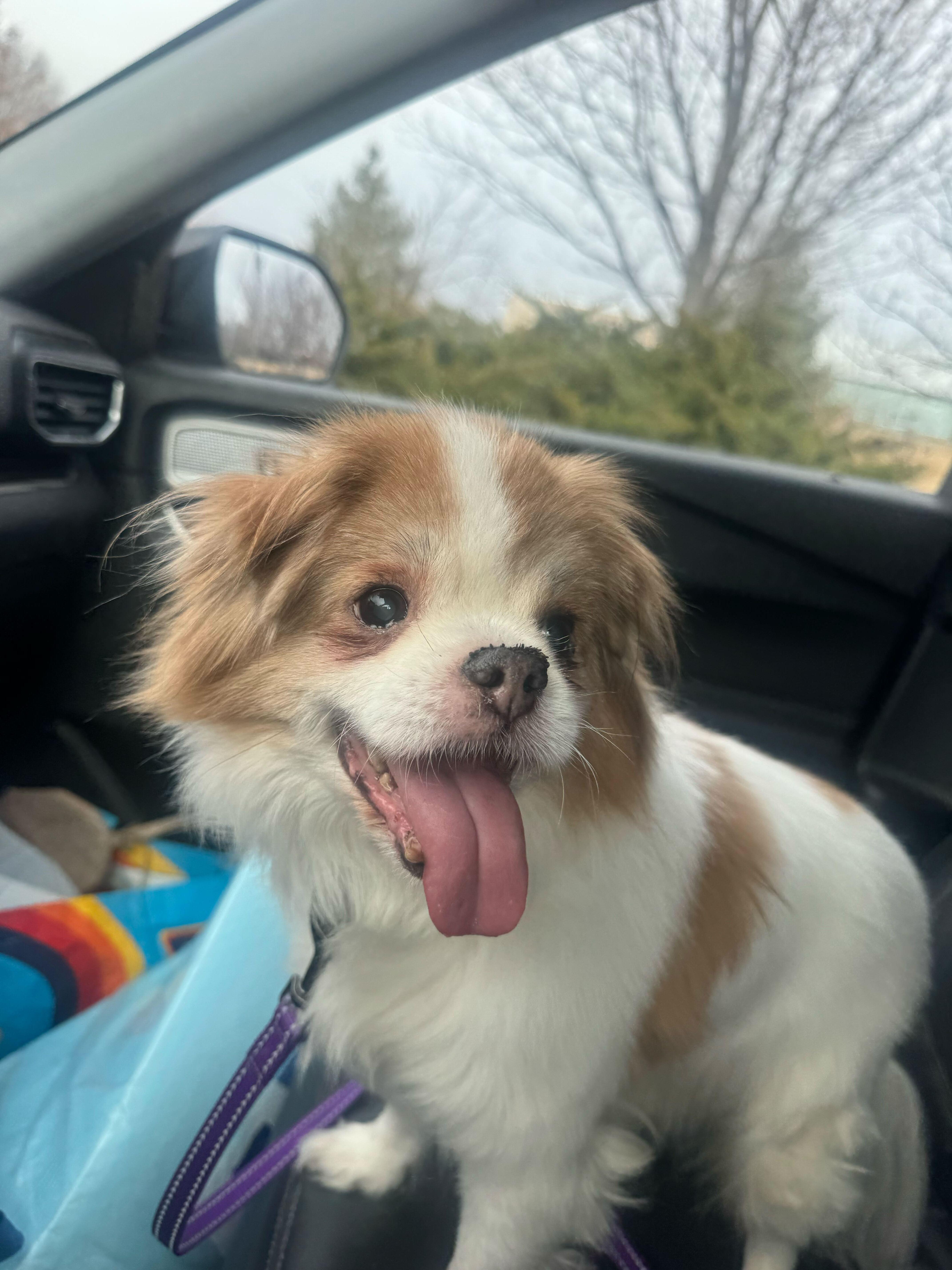 Enlarge Gizmo, a ADOPTABLE mixed breed in Cedar Rapids, IA image 5/5