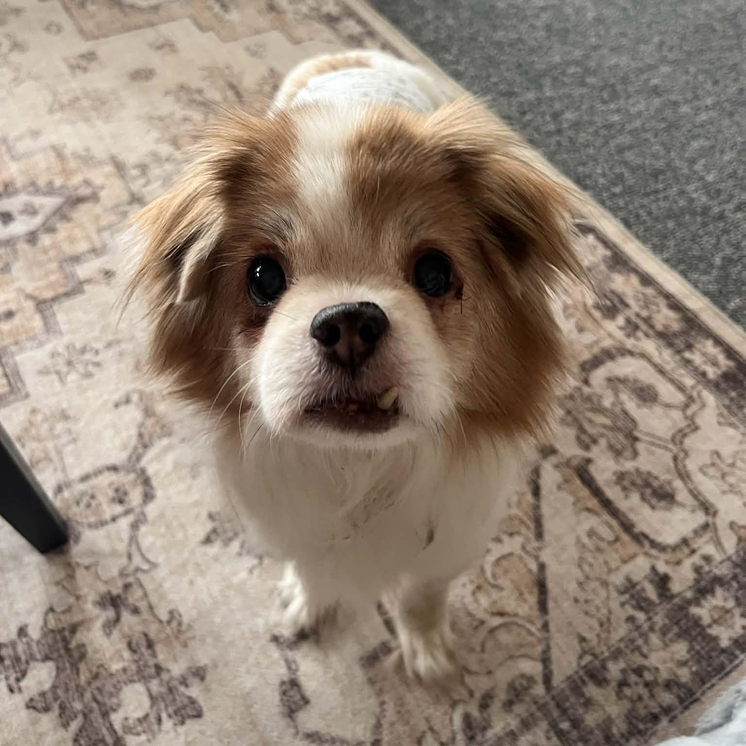 Gizmo, ADOPTABLE, Adult Male Japanese Chin.