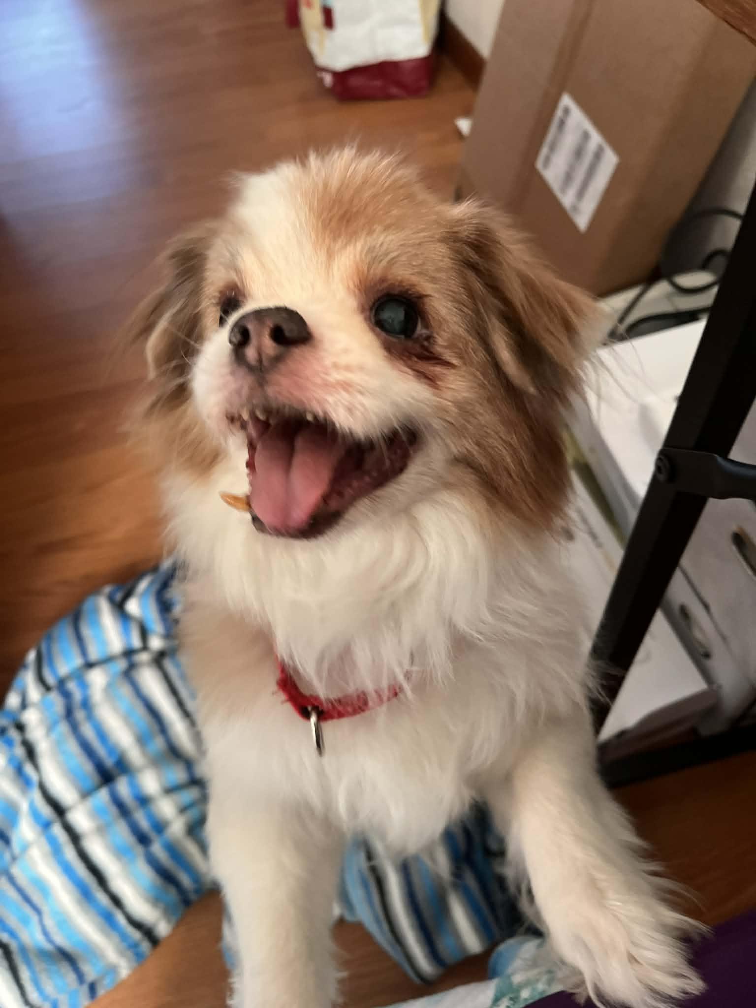 Enlarge Gizmo, a ADOPTABLE mixed breed in Cedar Rapids, IA image 4/5