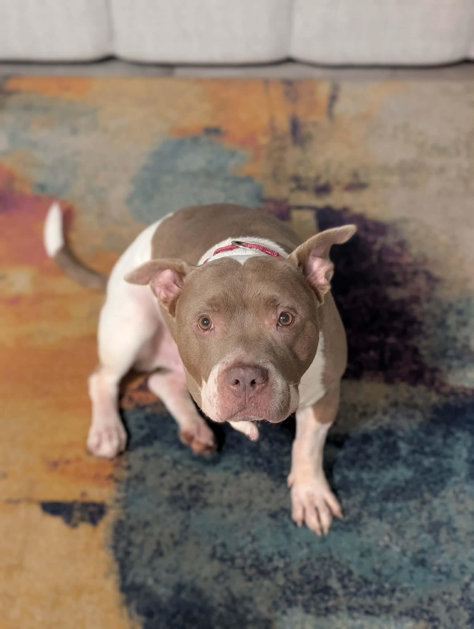 Enlarge Nemo, a Adopted Pit Bull Terrier in Raytown, MO image 2/2