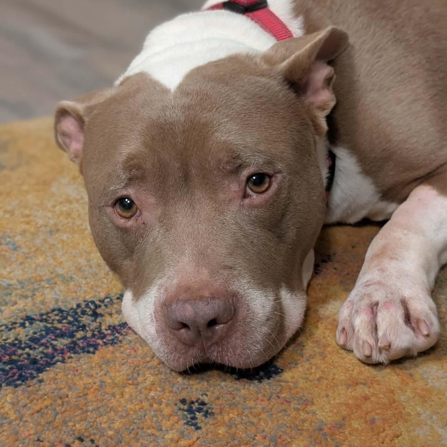 Enlarge Nemo, a Adopted Pit Bull Terrier in Raytown, MO image 1/2