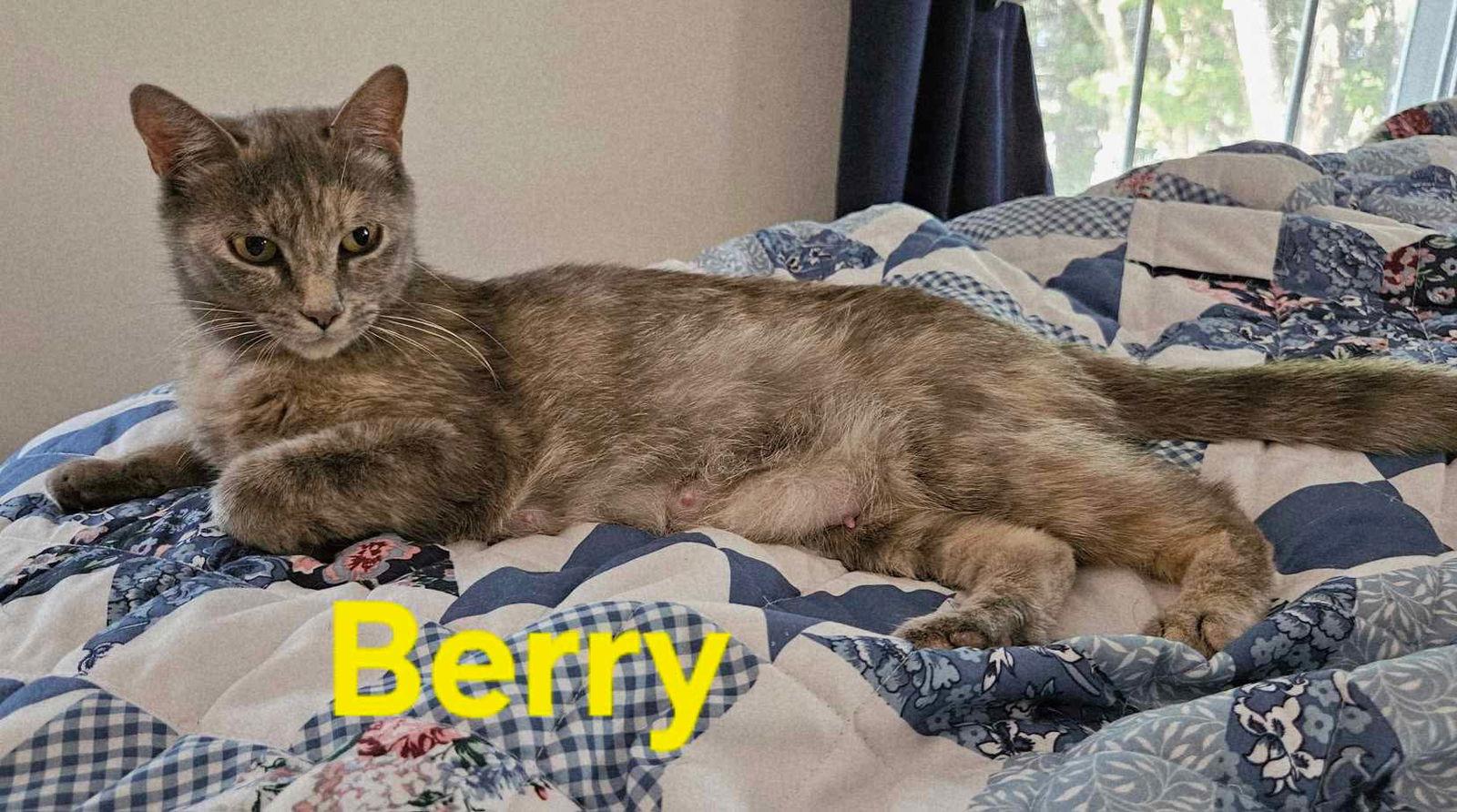 Berry: Not at shelter (Kendra), Adoptable, Adult Female Domestic Short Hair.