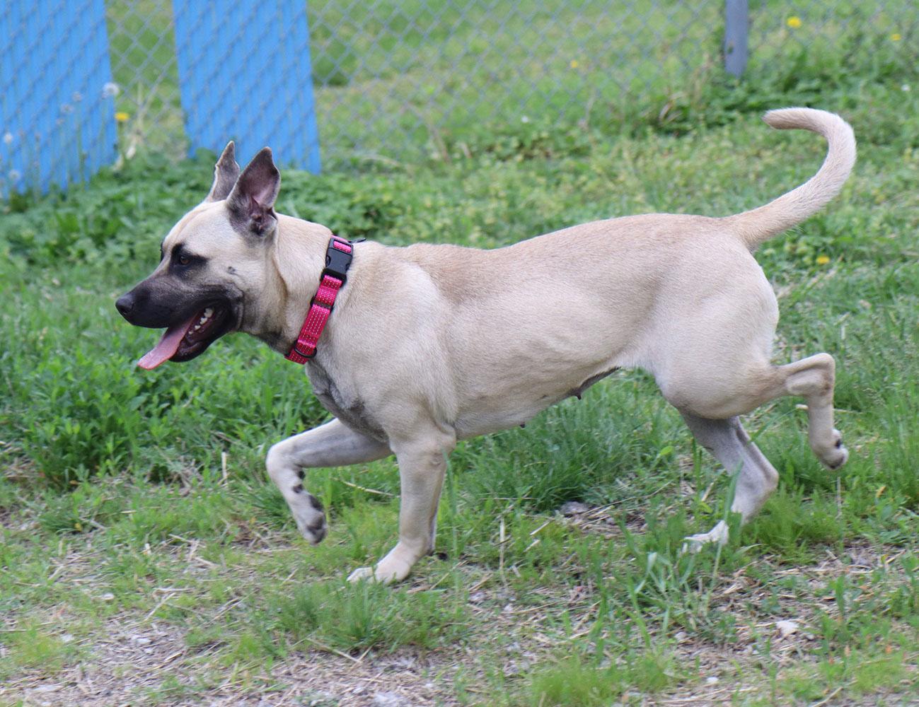 Bridget (AO36322), a ADOPTABLE mixed breed in Kansas City, KS image 4/5