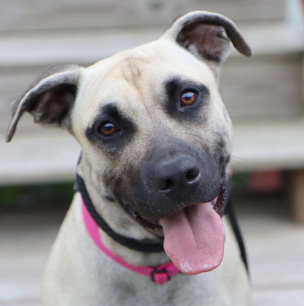 Bridget (AO36322), ADOPTABLE, Young Female Black Mouth Cur.