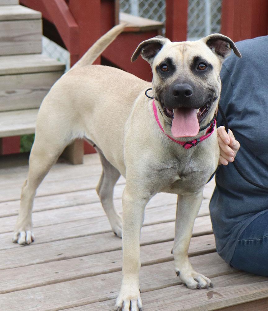 Bridget (AO36322), a ADOPTABLE mixed breed in Kansas City, KS image 5/5