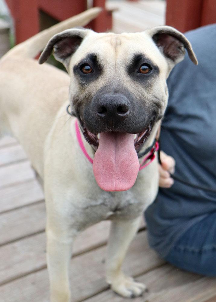 Bridget (AO36322), a ADOPTABLE mixed breed in Kansas City, KS image 2/5
