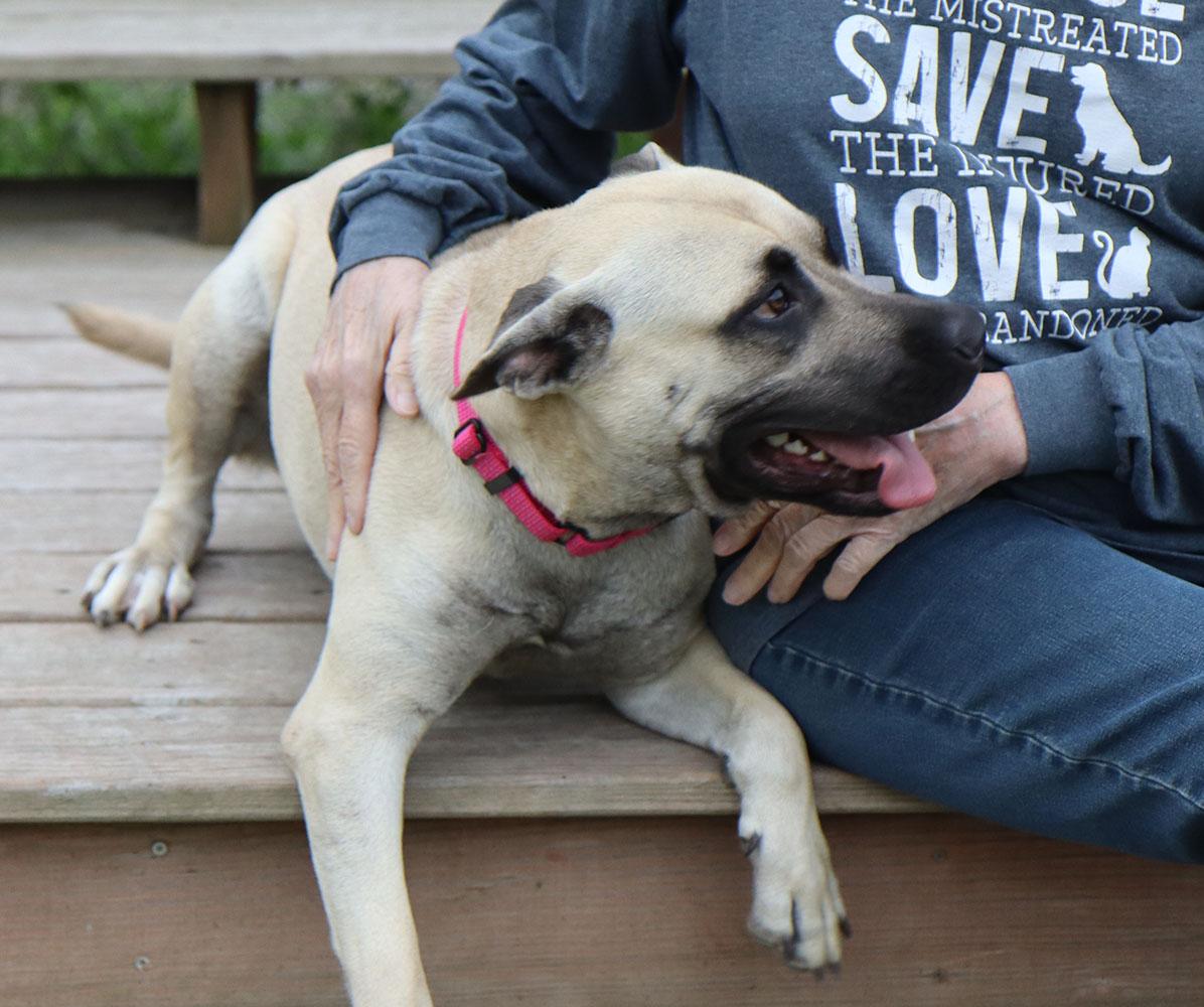 Bridget (AO36322), a ADOPTABLE mixed breed in Kansas City, KS image 3/5