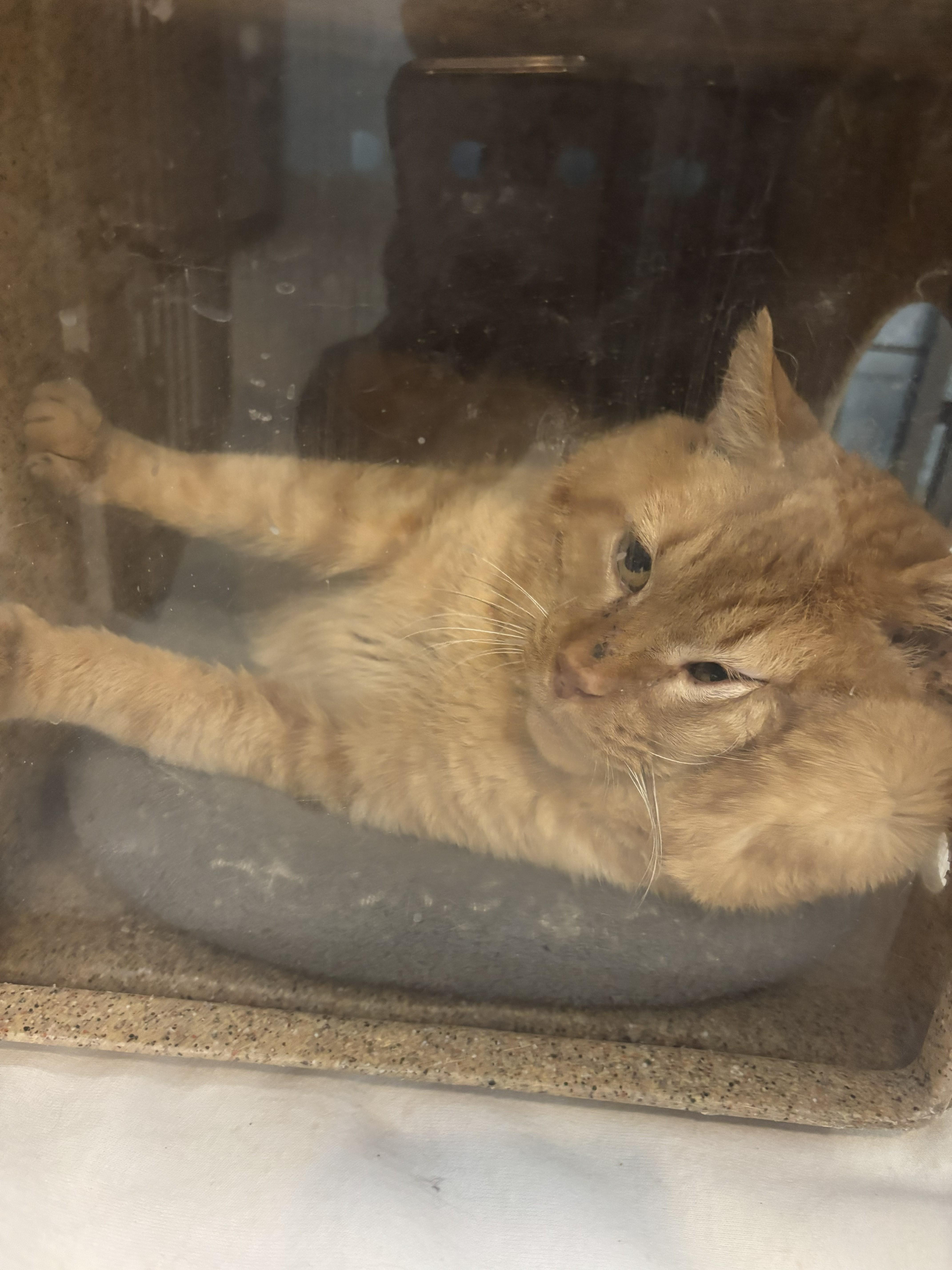 Buckwheat, Adoptable, Senior Male Domestic Short Hair.