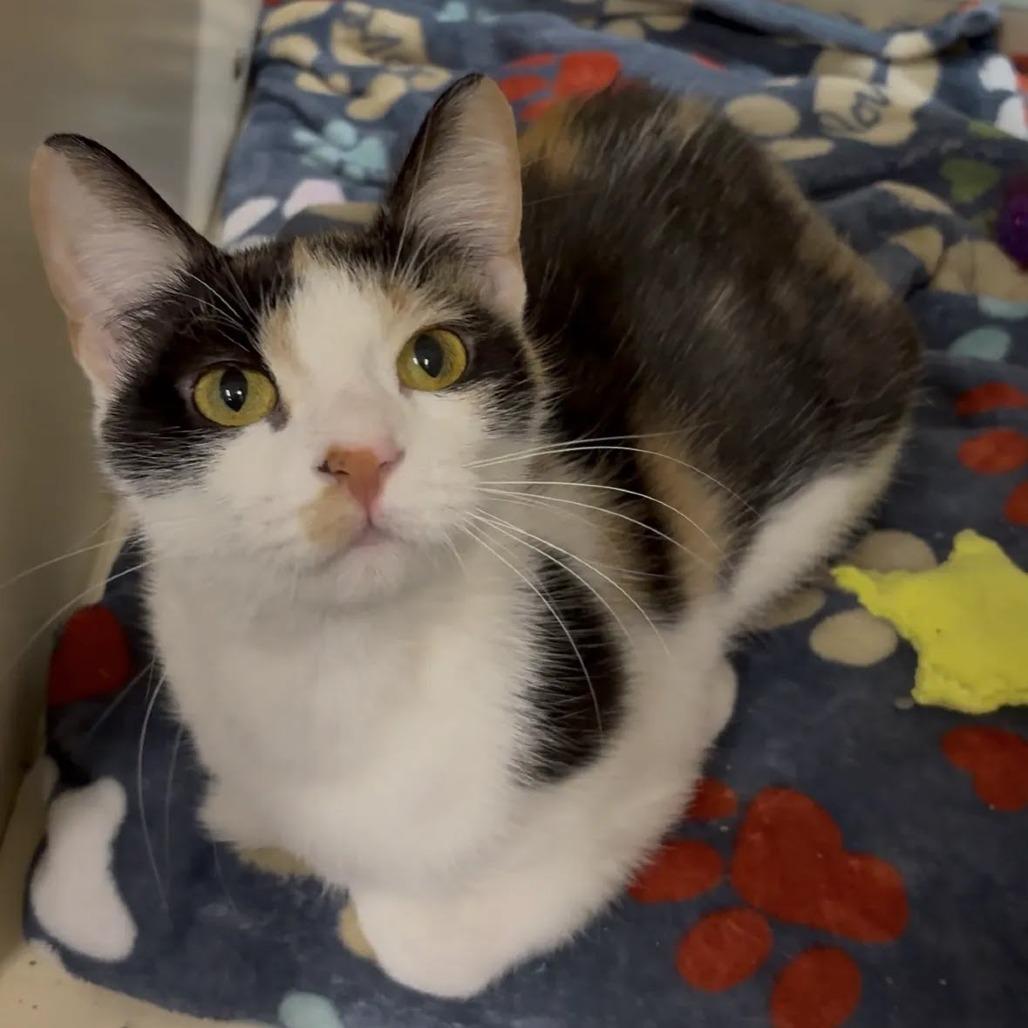 Merle, Adoptable, Young Female Domestic Short Hair.