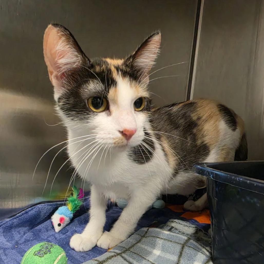 Merle, a Adoptable Domestic Short Hair in Hinsdale, IL image 2/3