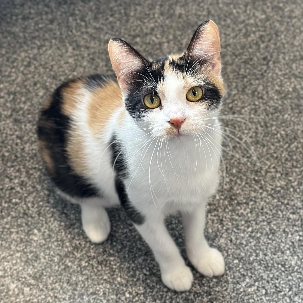Merle, a Adoptable Domestic Short Hair in Hinsdale, IL image 3/3