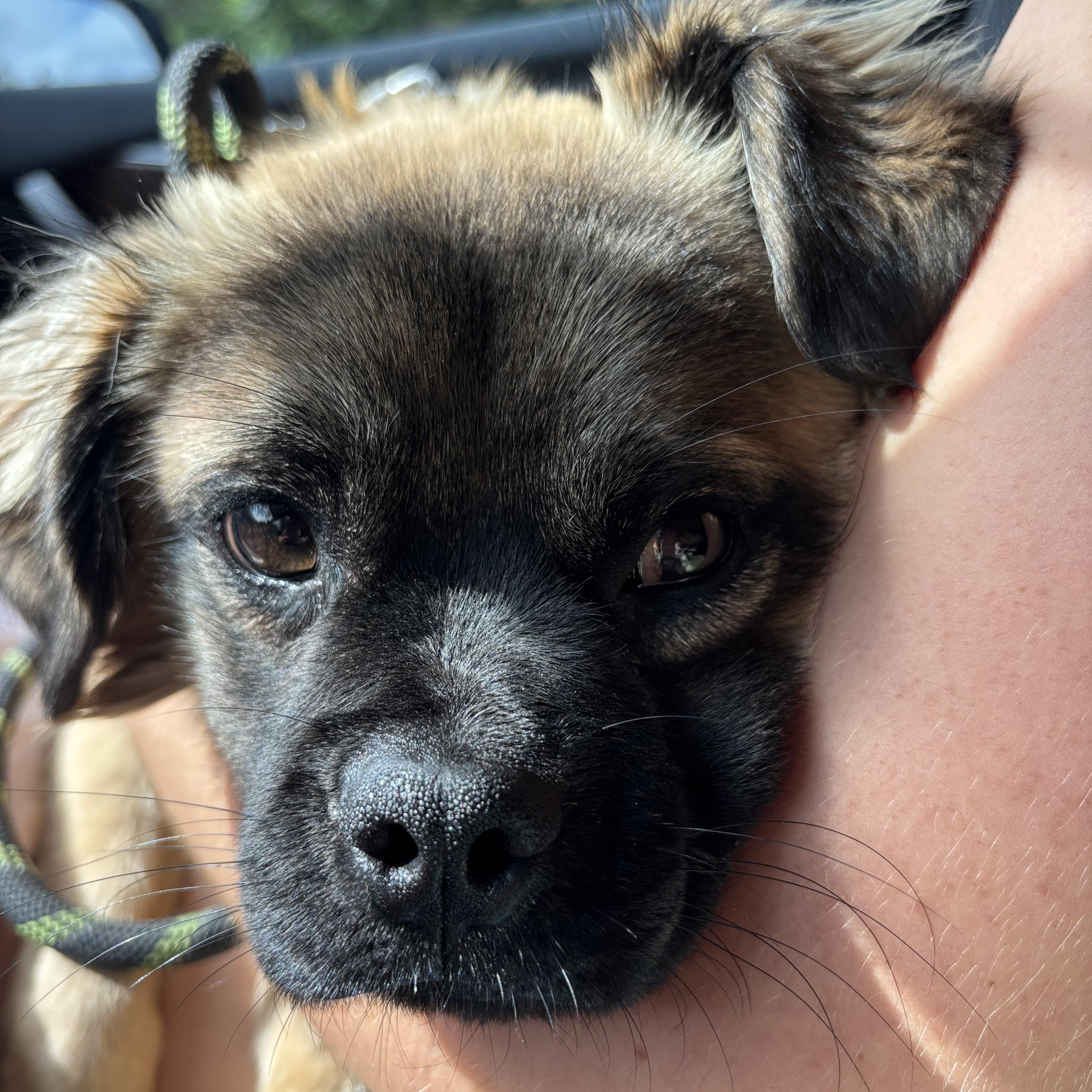 Enlarge Graham, a ADOPTABLE mixed breed in Carlsbad, CA image 3/6