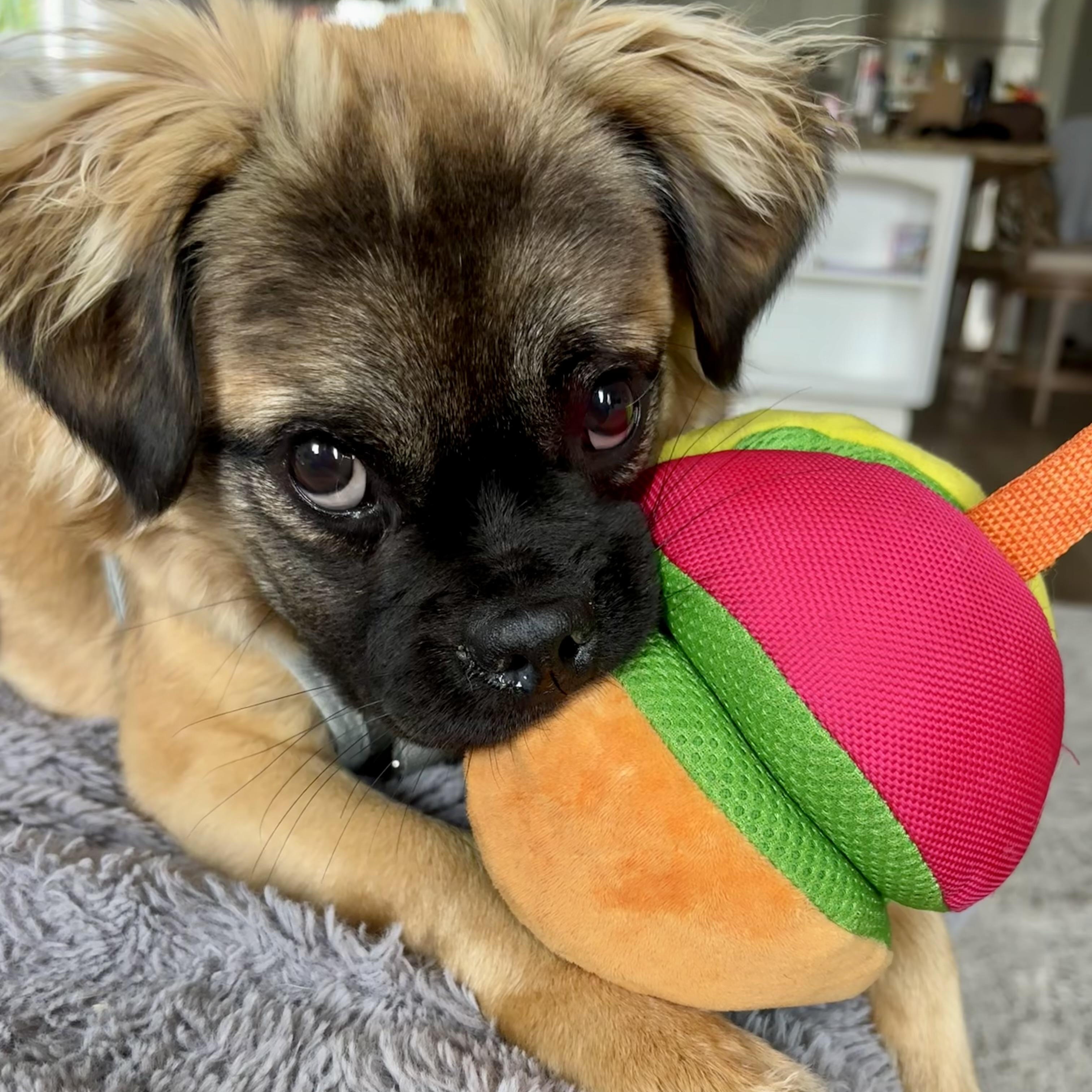 Enlarge Graham, a ADOPTABLE mixed breed in Carlsbad, CA image 2/6