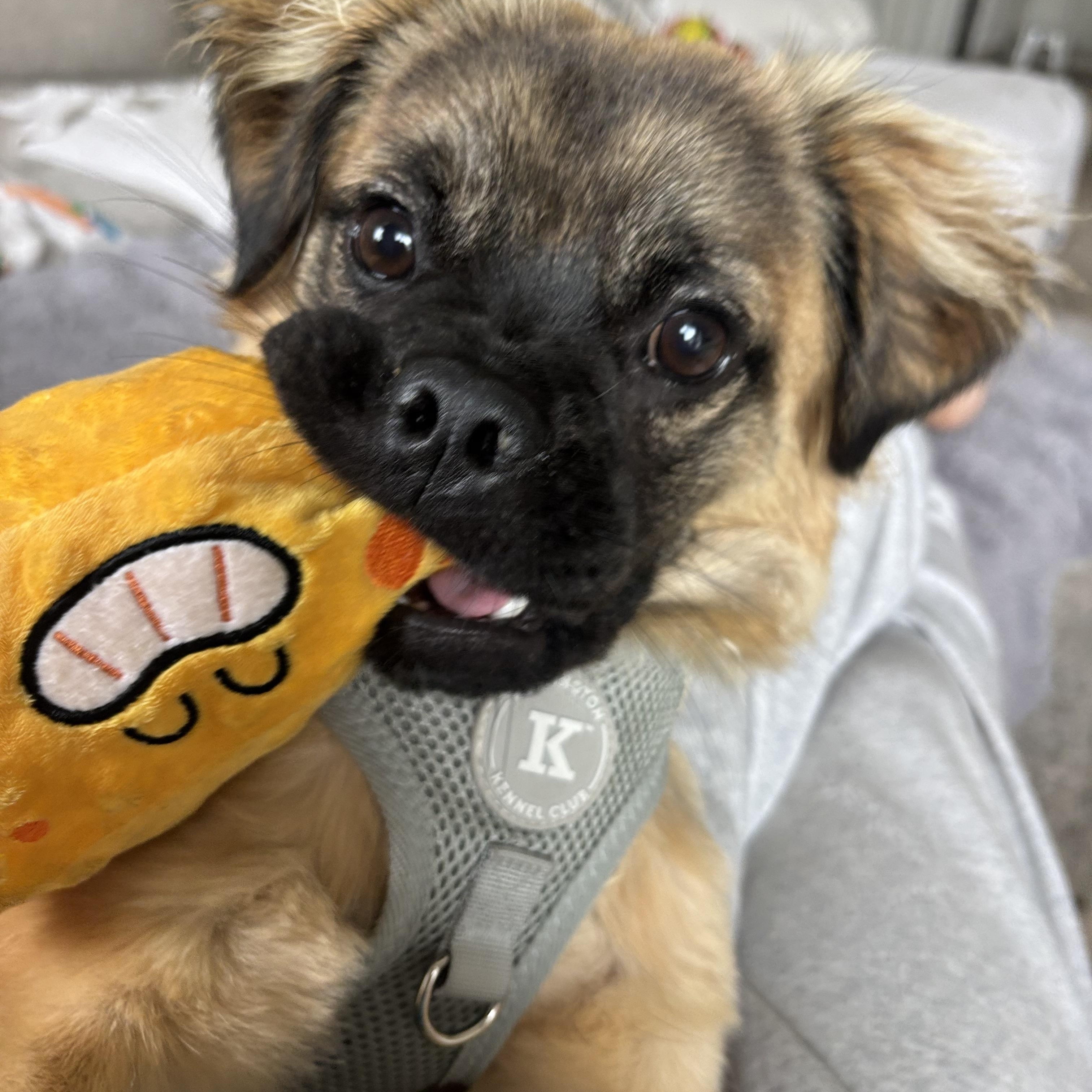 Enlarge Graham, a ADOPTABLE mixed breed in Carlsbad, CA image 1/6