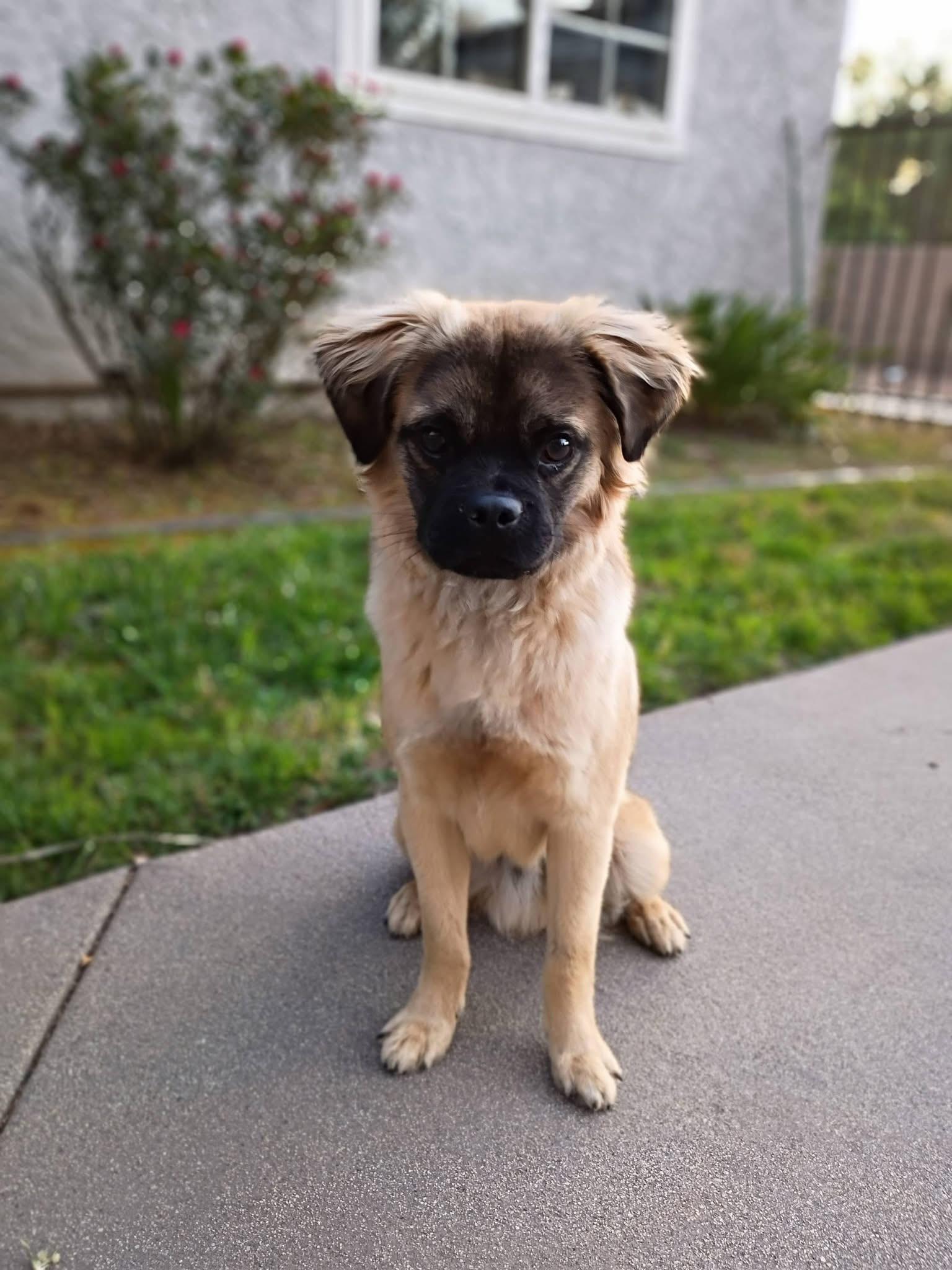 Enlarge Graham, a ADOPTABLE mixed breed in Carlsbad, CA image 5/6