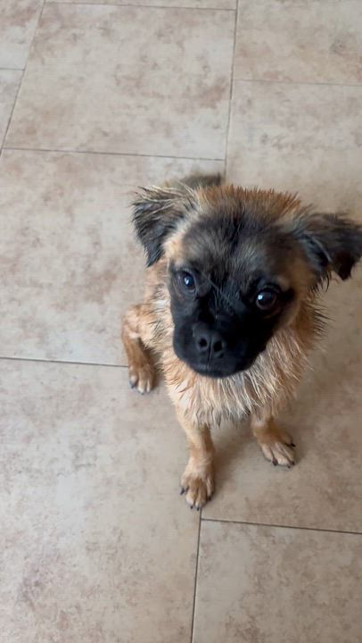 Enlarge Graham, a ADOPTABLE mixed breed in Carlsbad, CA video 4/6