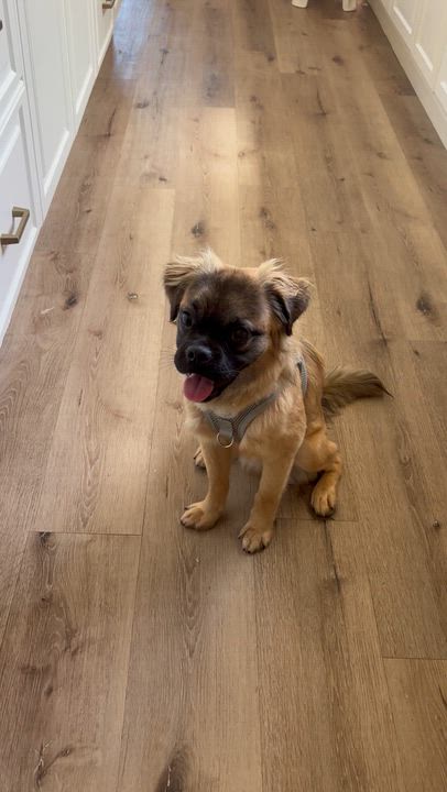 Enlarge Graham, a ADOPTABLE mixed breed in Carlsbad, CA video 6/6