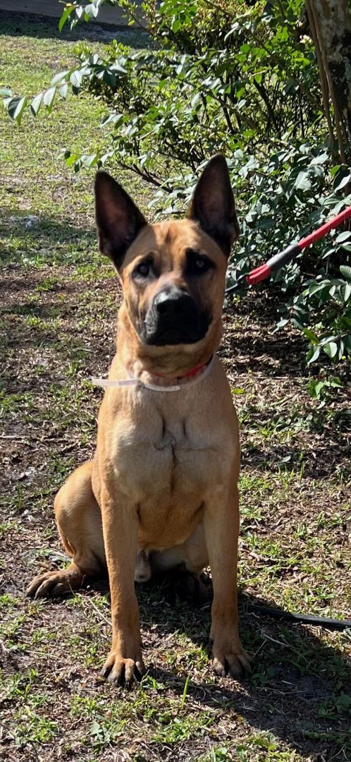 Milo, a Adoptable mixed breed in Oviedo, FL image 1/2