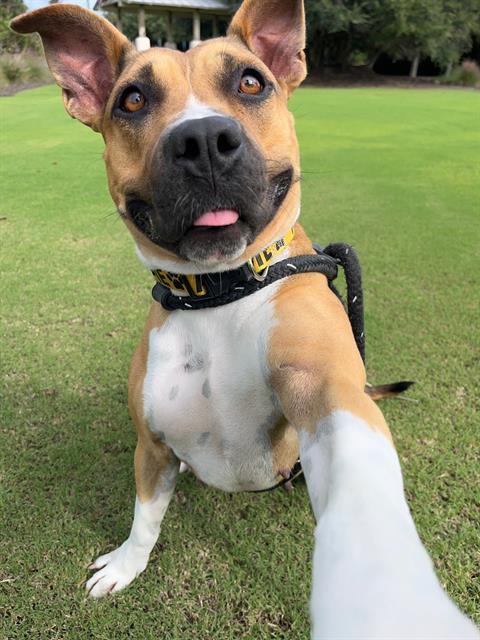 PEACHES, Adoptable, Young Female American Staffordshire Terrier.