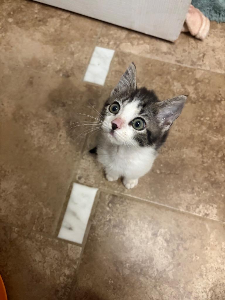 *Toscana, Adoptable, Kitten Female Domestic Medium Hair.