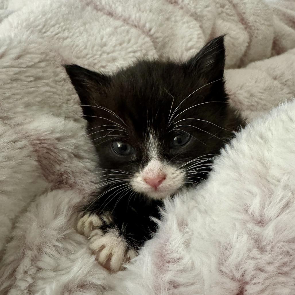 Olivia, a Adoptable Domestic Short Hair in Los Angeles, CA image 1/3