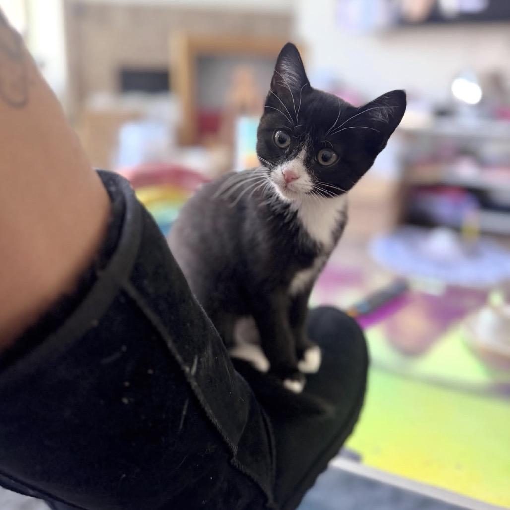 Olivia, a Adoptable Domestic Short Hair in Los Angeles, CA image 2/3