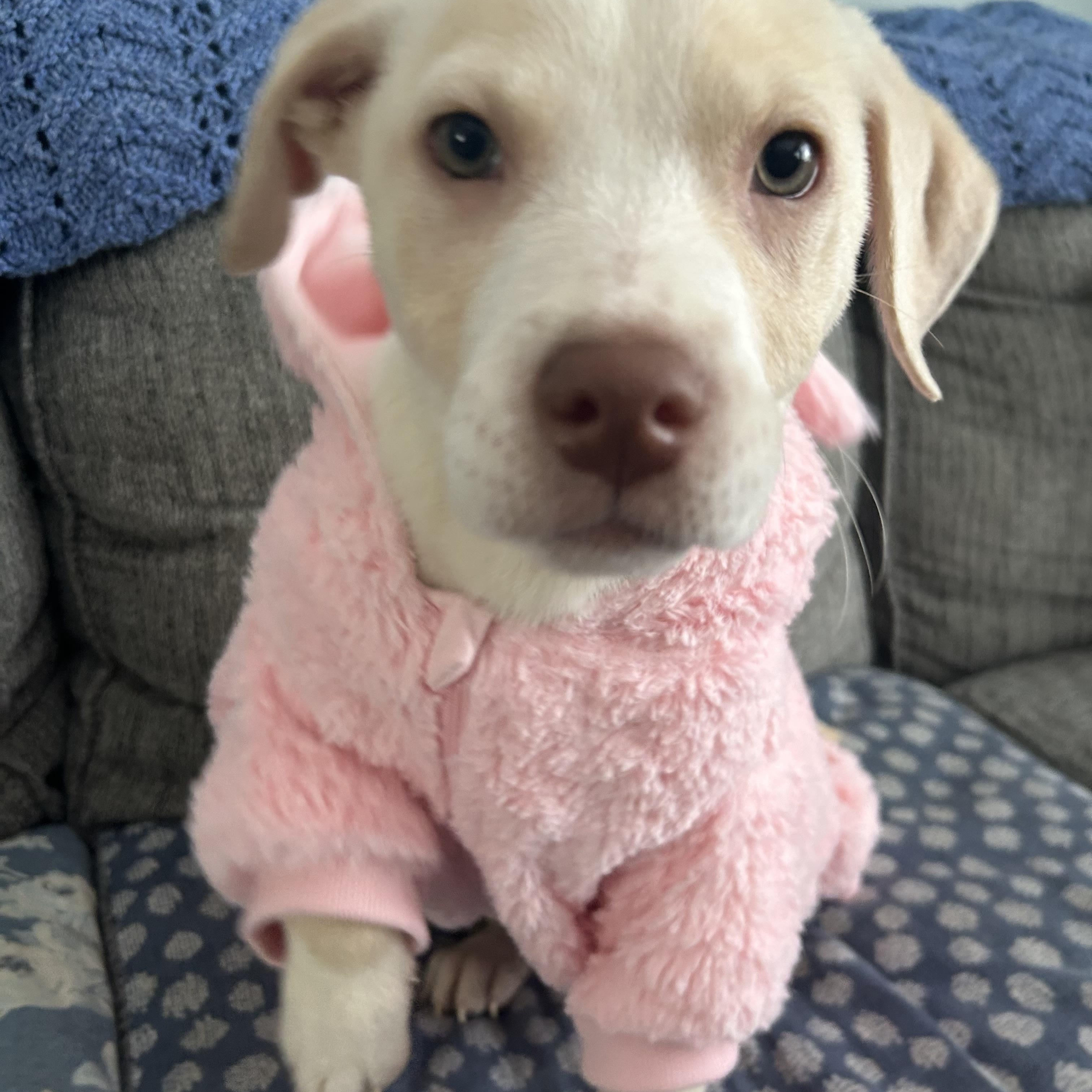 Enlarge Penelope, a ADOPTABLE mixed breed in Buffalo, NY image 6/6