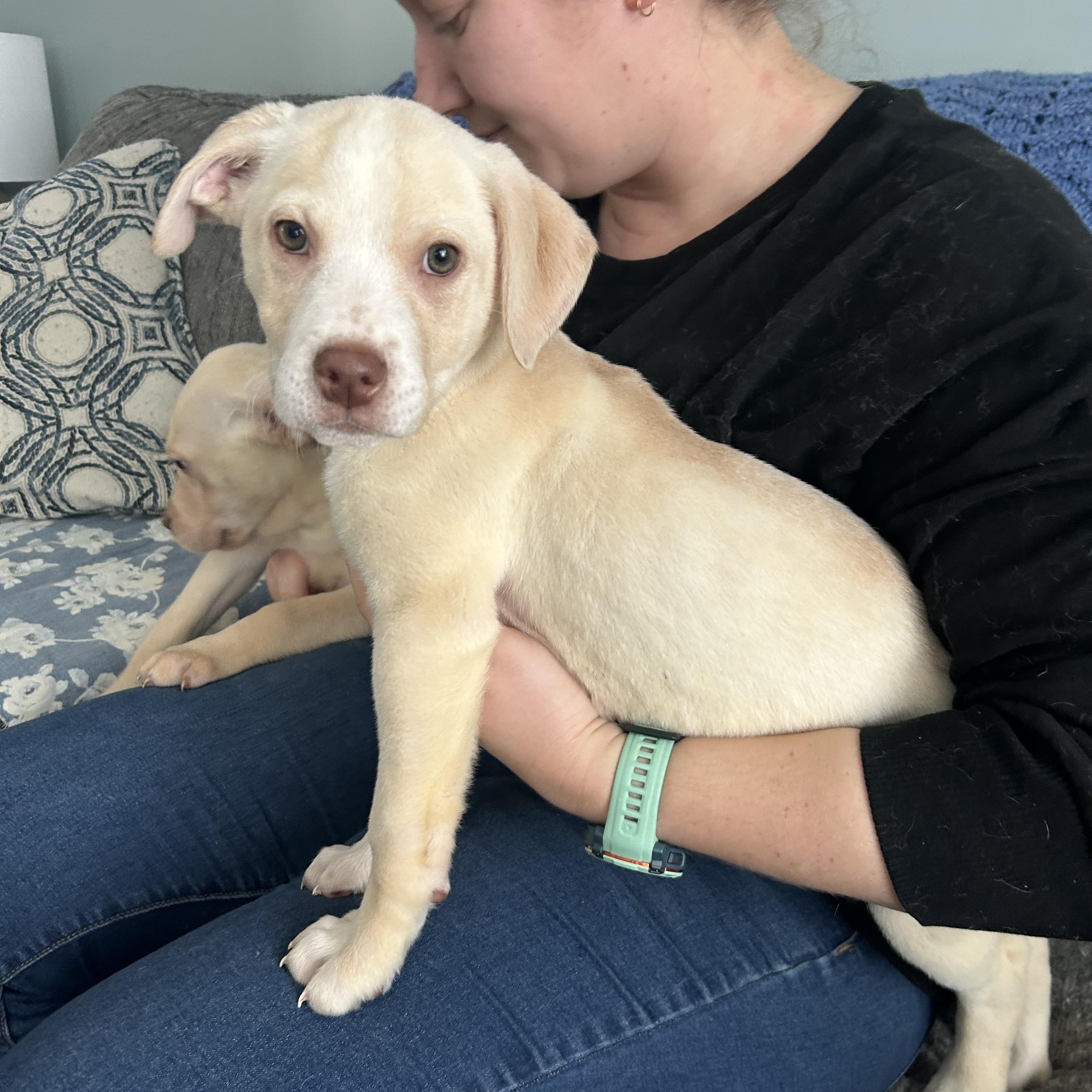 Enlarge Penelope, a ADOPTABLE mixed breed in Buffalo, NY image 4/6