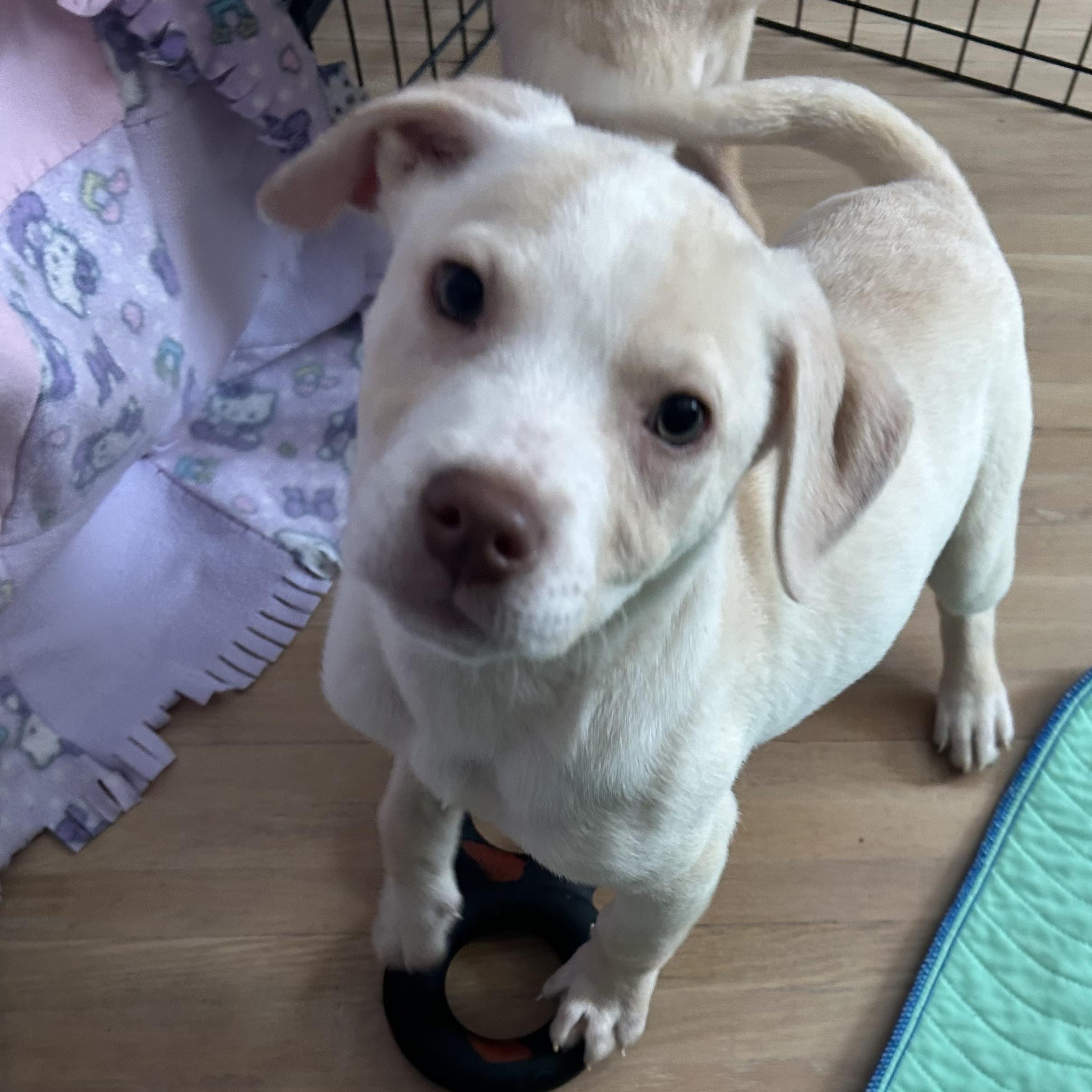 Penelope, ADOPTABLE, Puppy Female Labrador Retriever & Pit Bull Terrier.