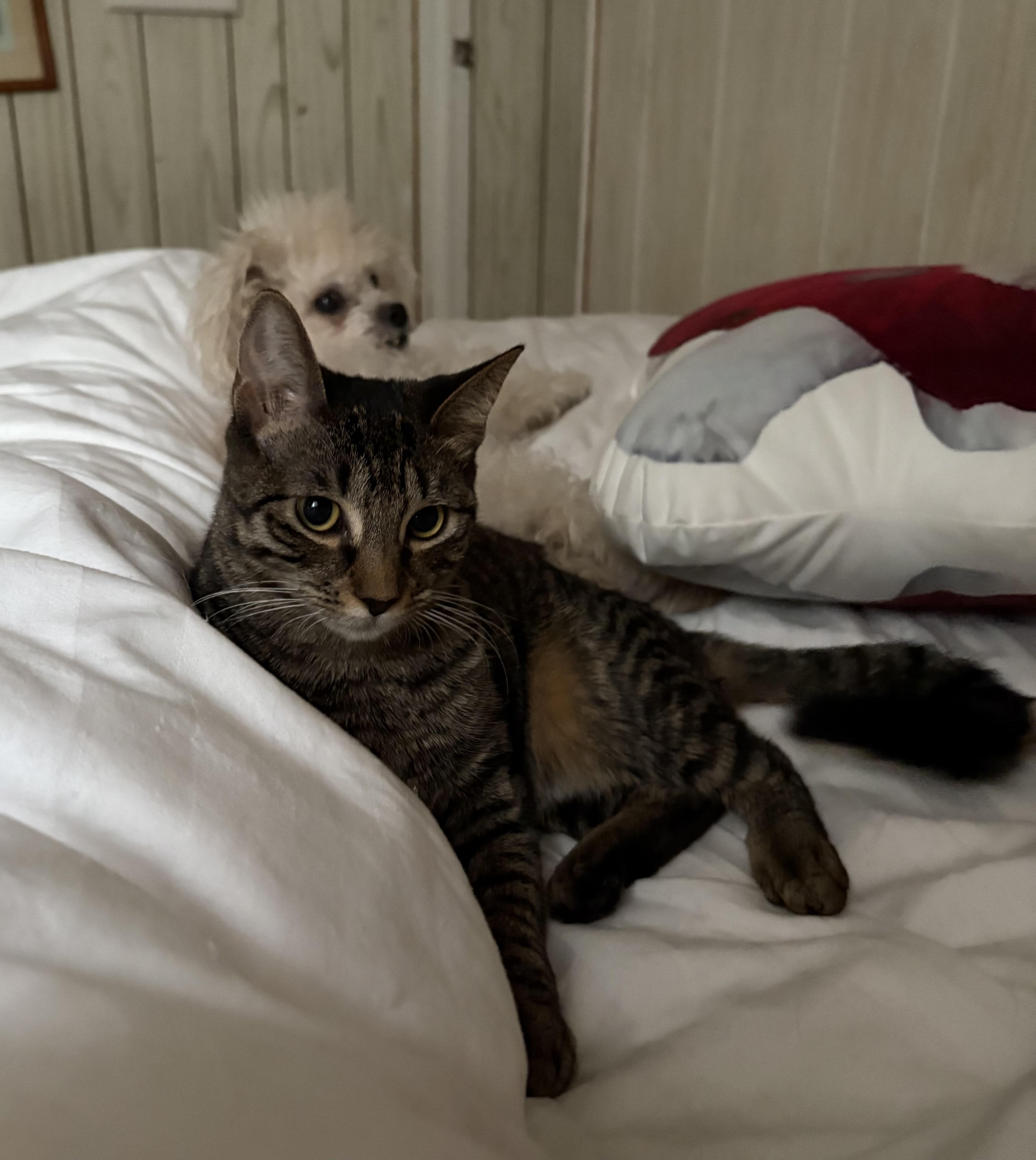 Enlarge Nena, a Adoptable American Shorthair in Jersey City, NJ image 1/6