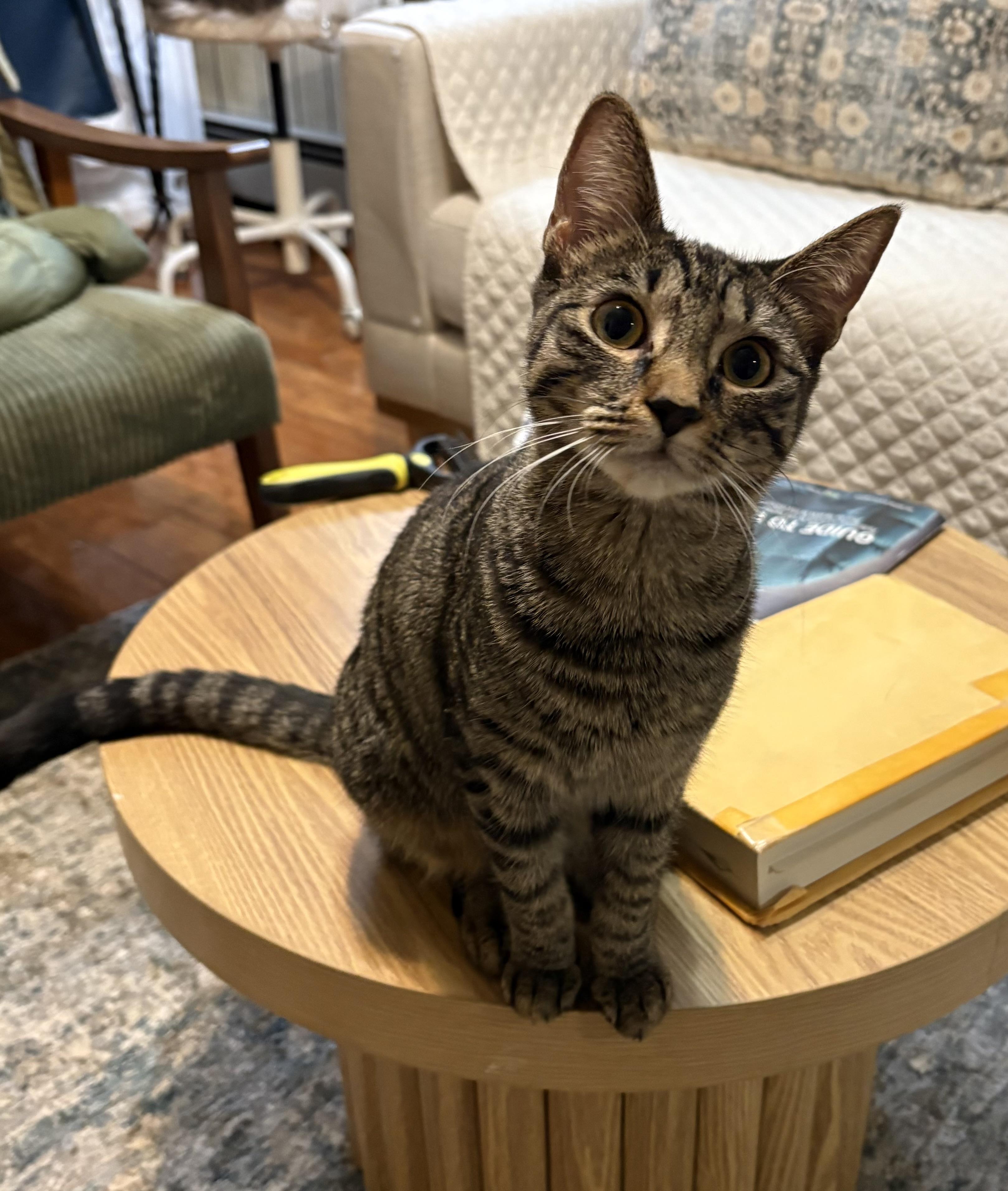 Enlarge Nena, a Adoptable American Shorthair in Jersey City, NJ image 2/6