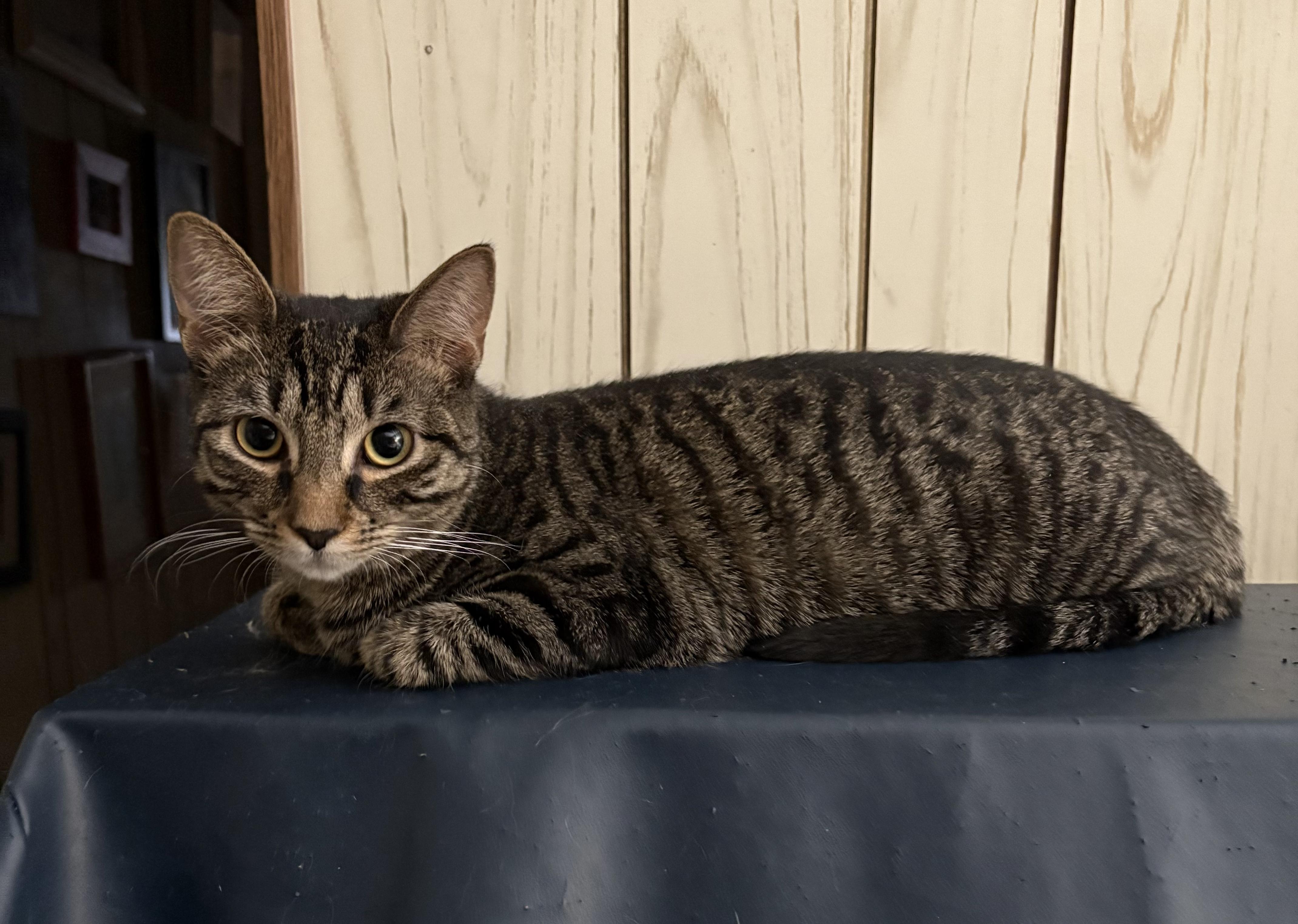 Enlarge Nena, a Adoptable American Shorthair in Jersey City, NJ image 3/6