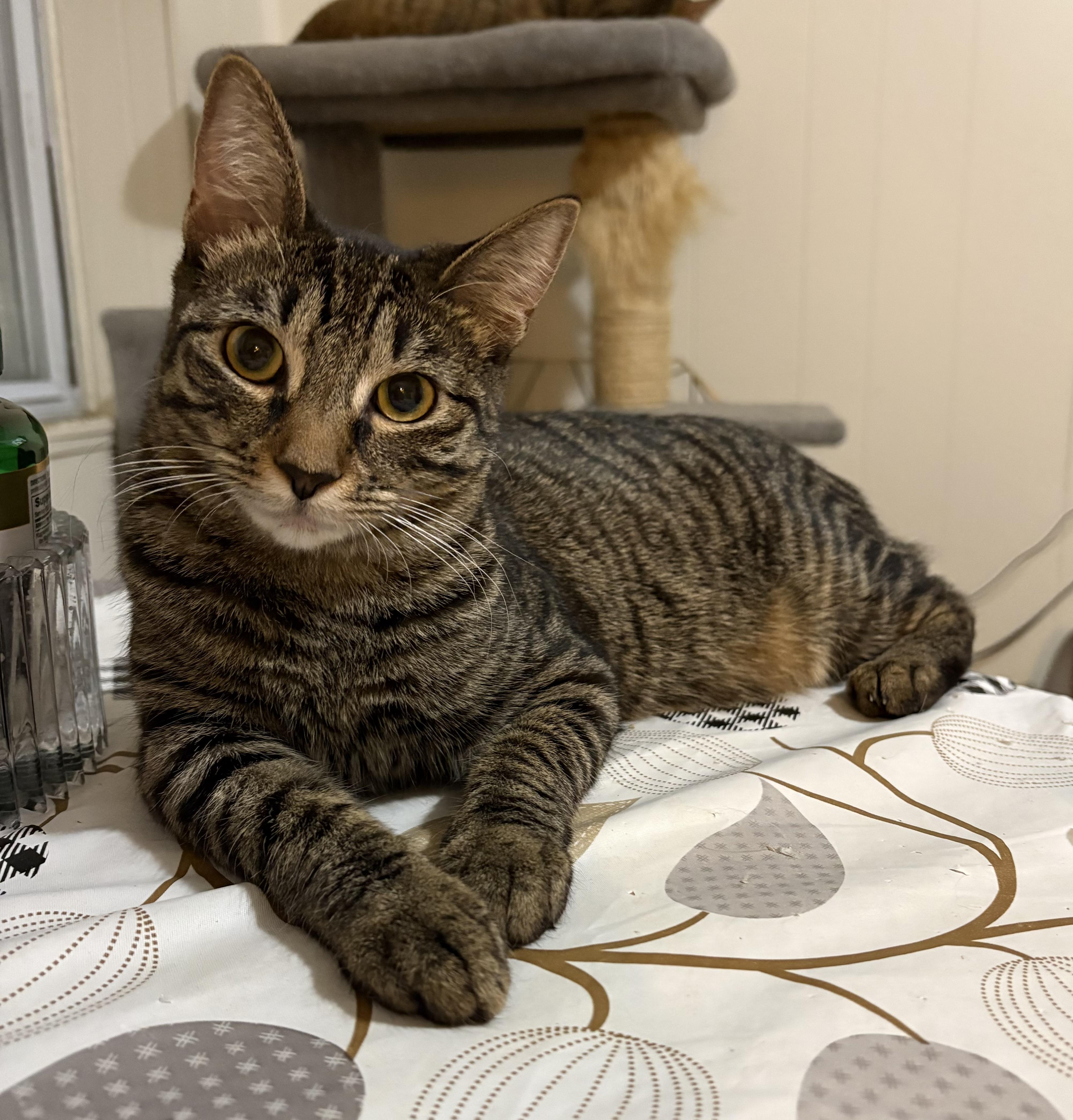 Enlarge Nena, a Adoptable American Shorthair in Jersey City, NJ image 6/6