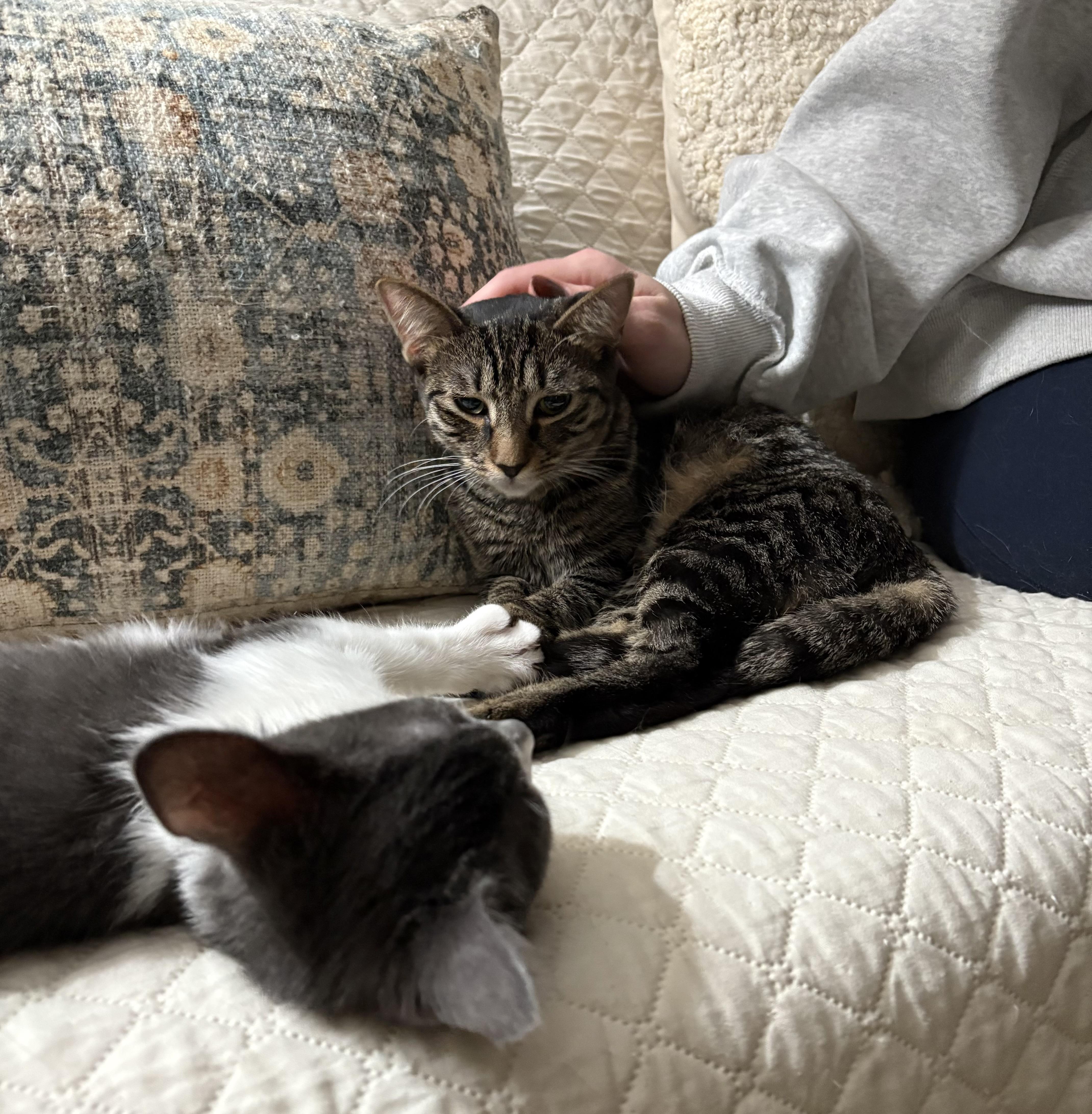 Enlarge Nena, a Adoptable American Shorthair in Jersey City, NJ image 4/6