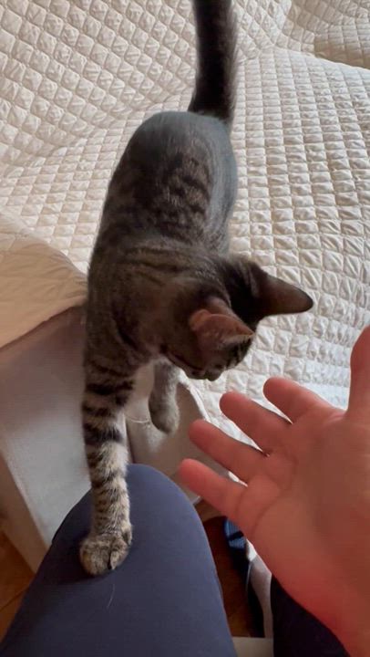 Enlarge Nena, a Adoptable American Shorthair in Jersey City, NJ video 5/6