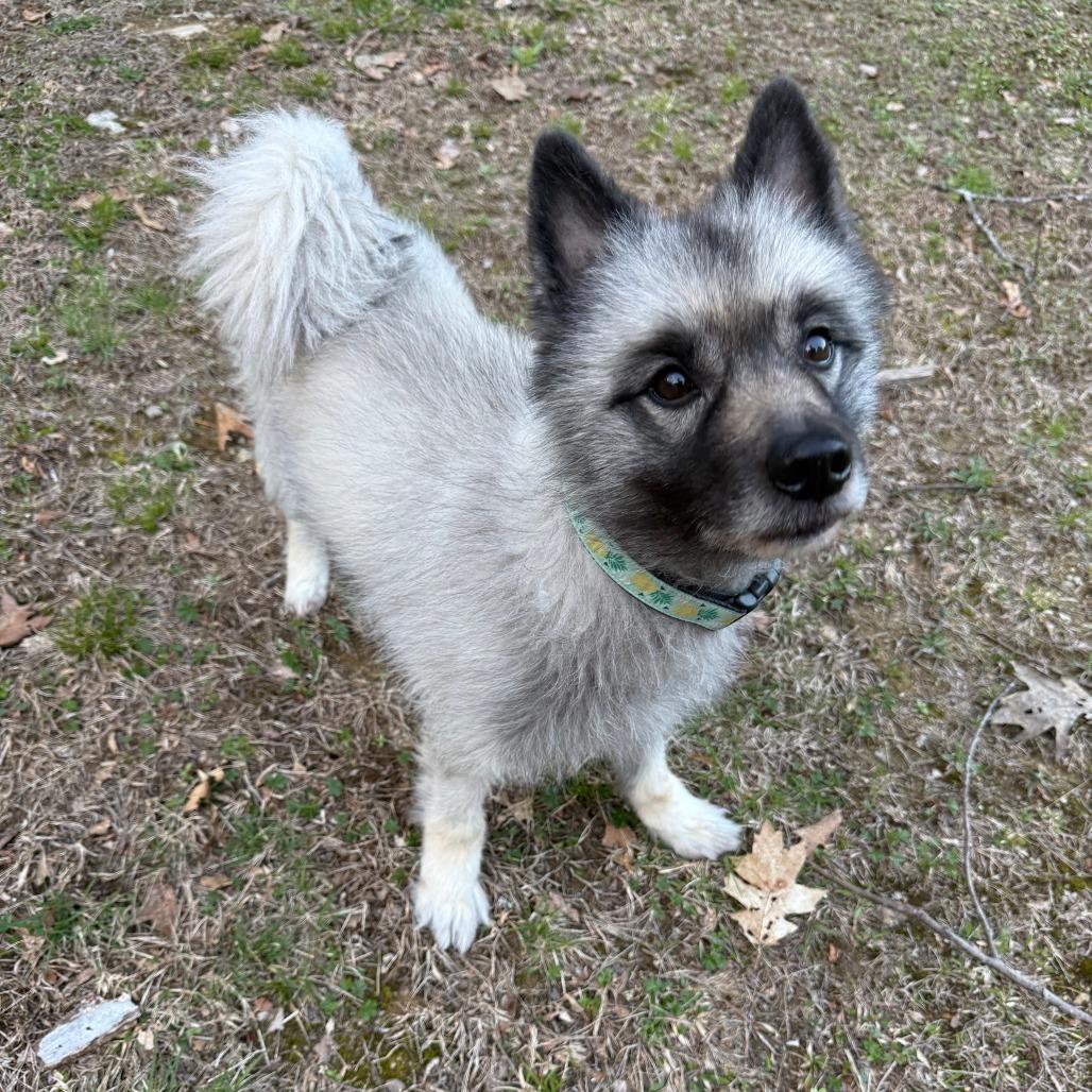 Smokey, Adoptable, Senior Male Keeshond.
