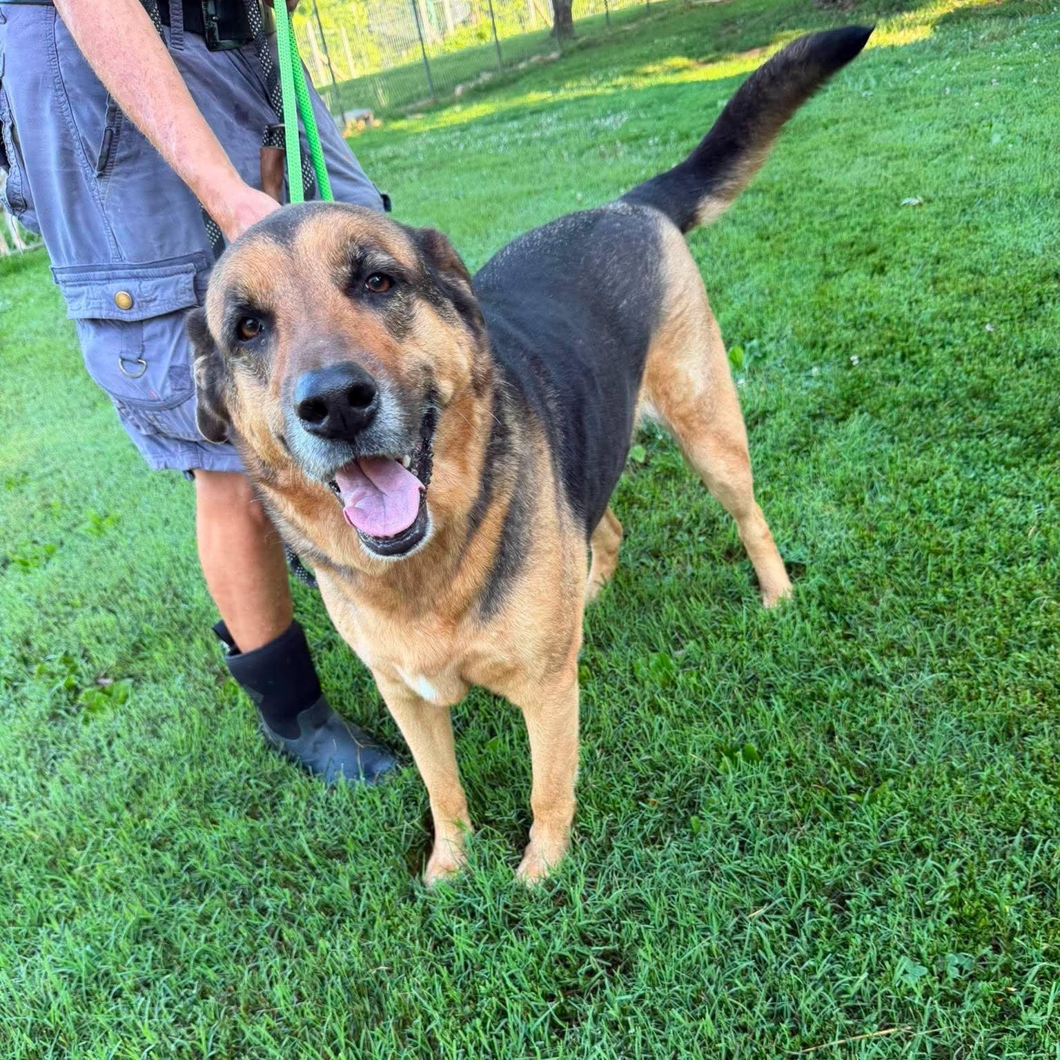 Harley, adoptable, Senior Female German Shepherd Dog & Hound.
