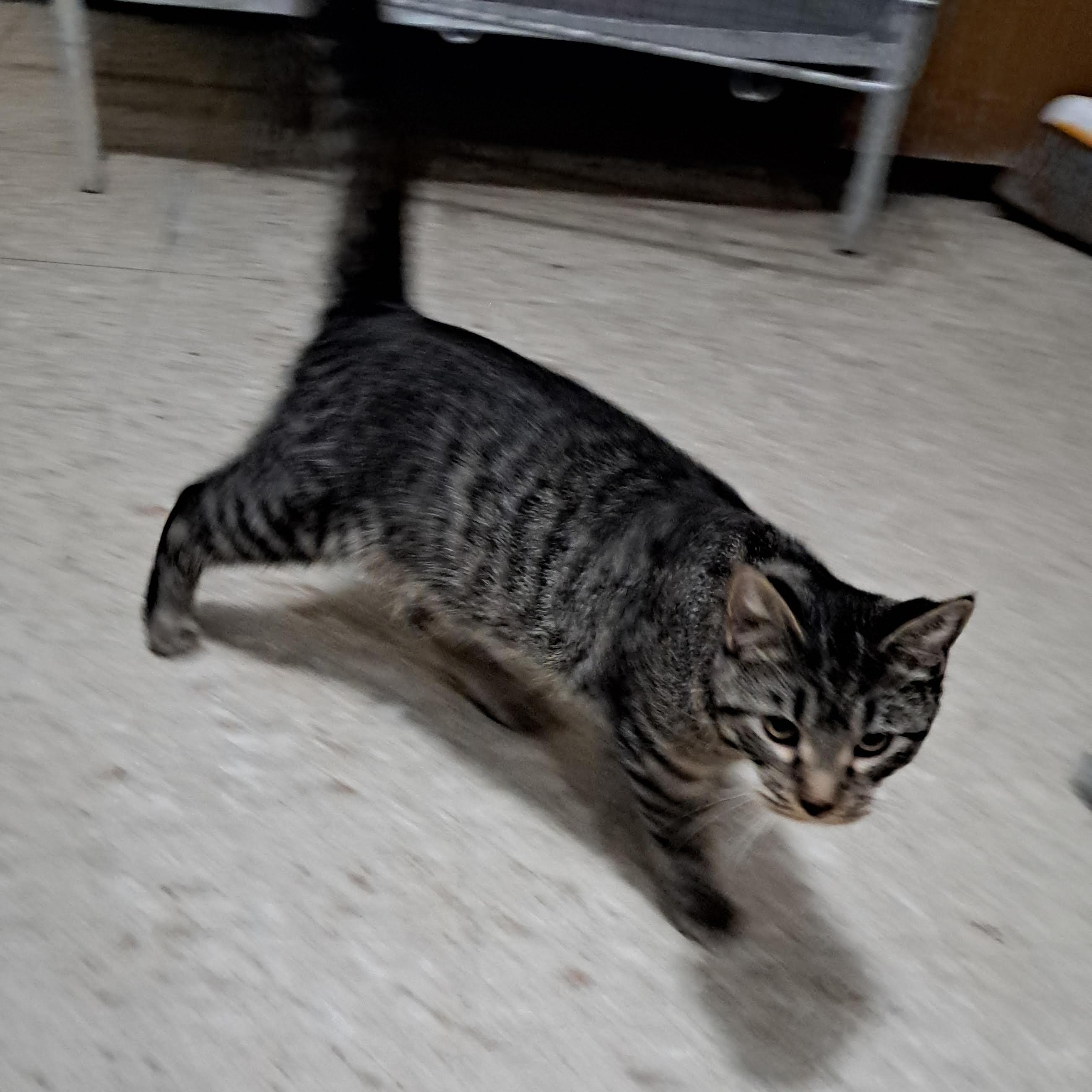 Enlarge Jack, a other Domestic Short Hair in Storm Lake, IA image 1/1