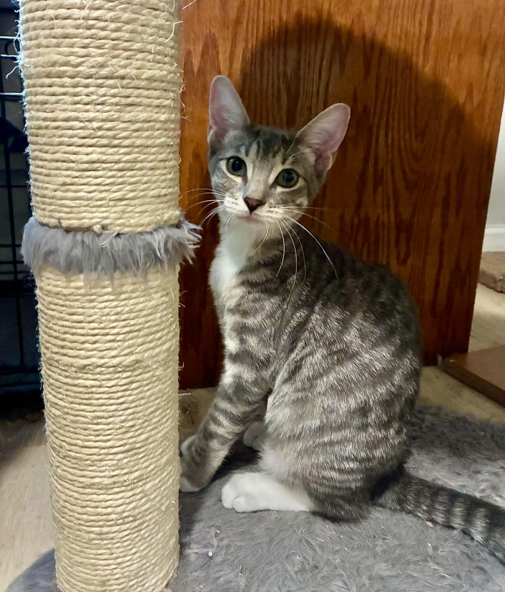 Enlarge Possum, a Adoptable Tabby in Gulfport, MS image 4/6