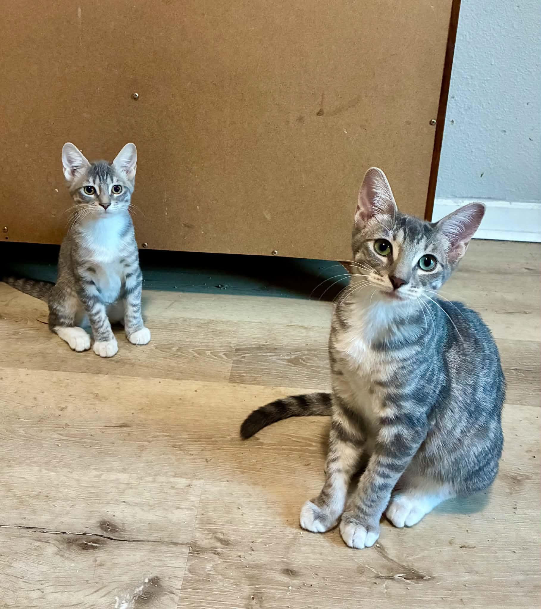 Enlarge Possum, a Adoptable Tabby in Gulfport, MS image 3/6