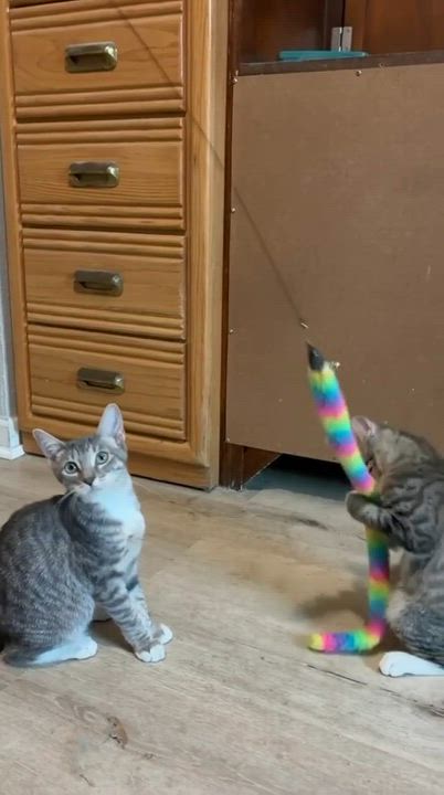 Enlarge Possum, a Adoptable Tabby in Gulfport, MS video 6/6