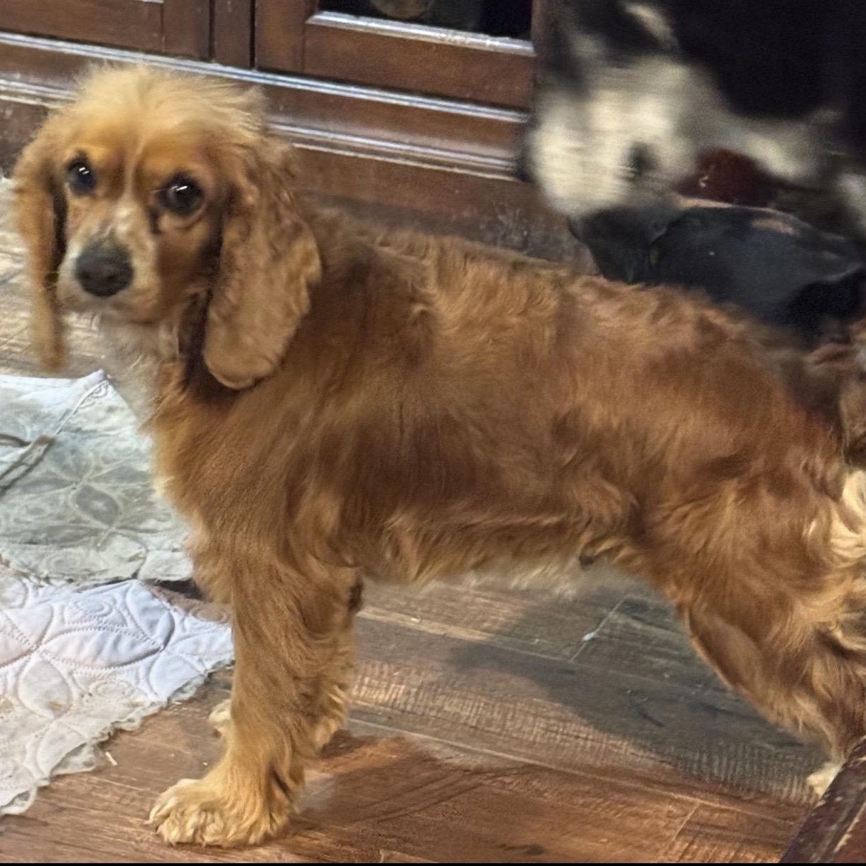 Enlarge Lady , an adopted Cocker Spaniel in Pelham, NH image 5/6