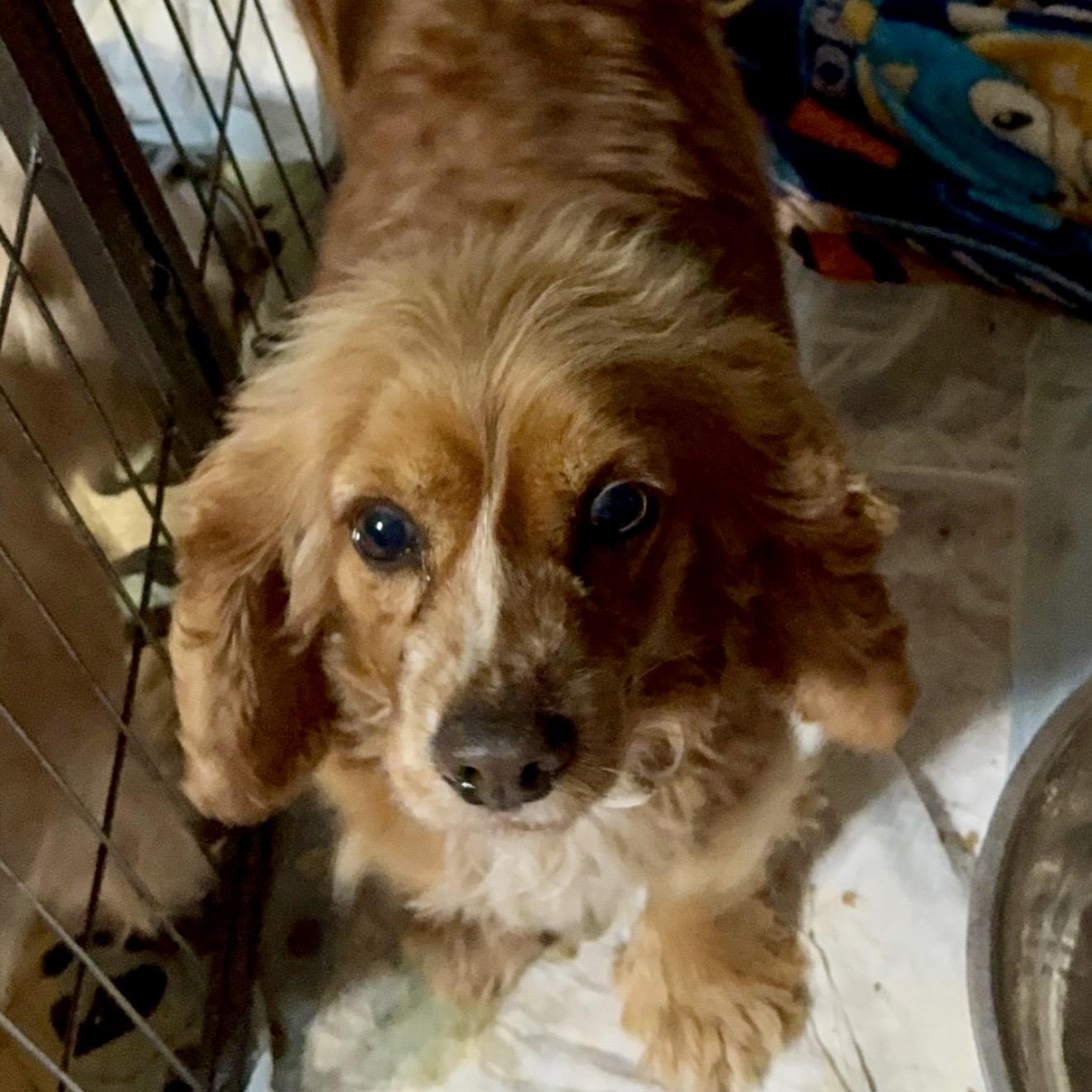 Enlarge Lady , an adopted Cocker Spaniel in Pelham, NH image 2/6