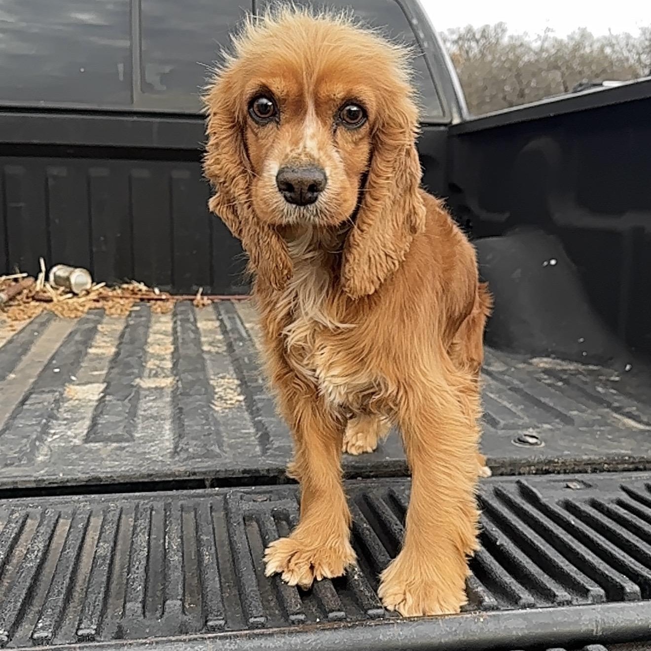 Enlarge Lady , an adopted Cocker Spaniel in Pelham, NH image 3/6