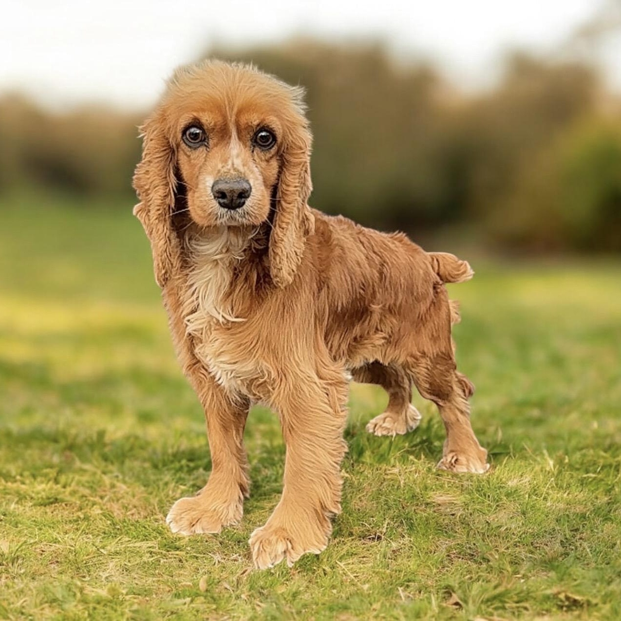 Enlarge Lady , an adopted Cocker Spaniel in Pelham, NH image 4/6