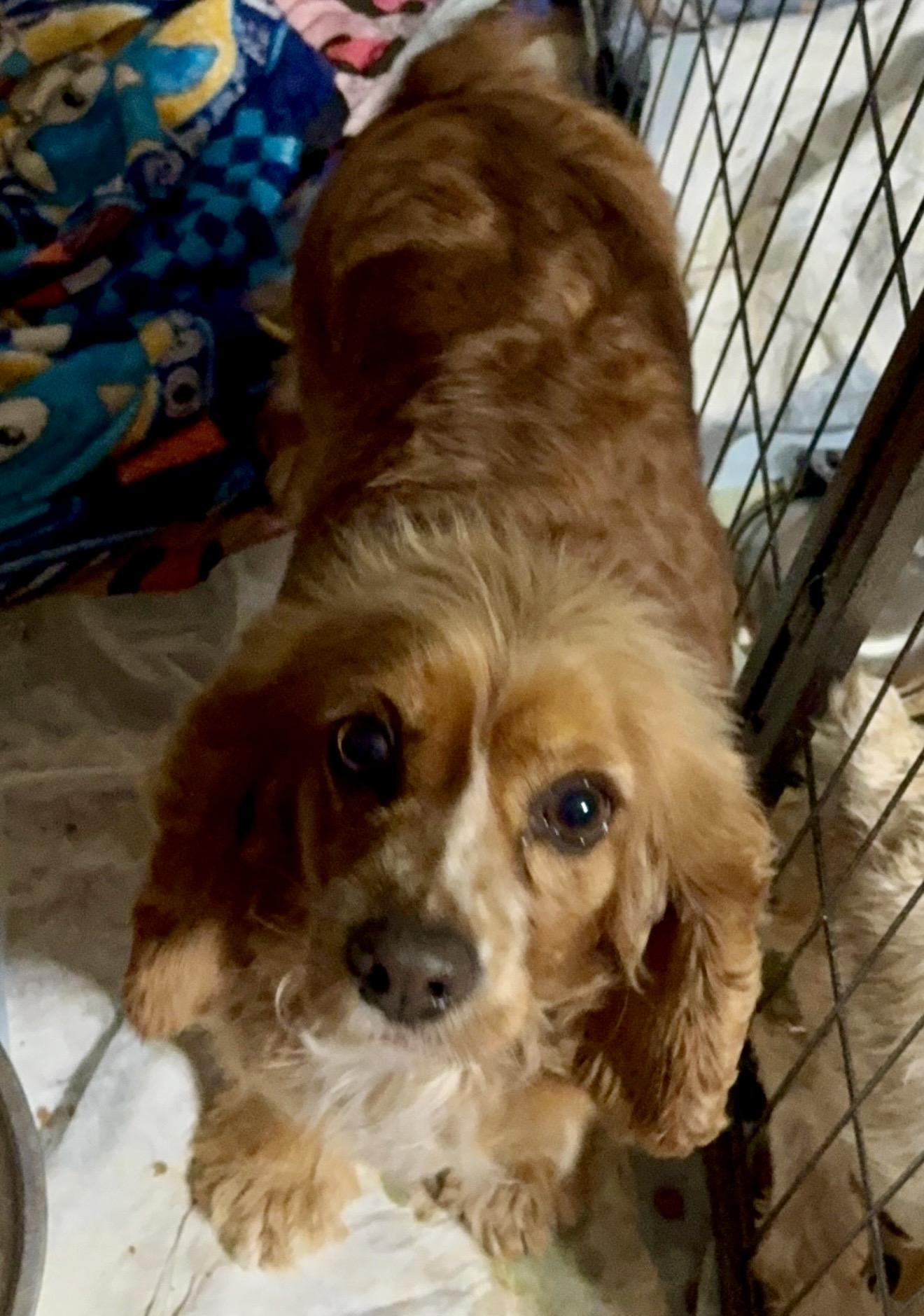 Enlarge Lady , an adopted Cocker Spaniel in Pelham, NH image 6/6