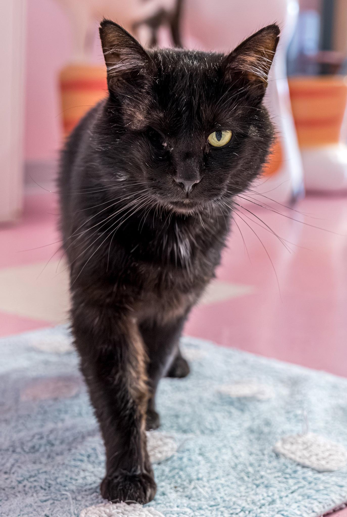 Batman - KBC, Adopted, Adult Male Domestic Medium Hair.