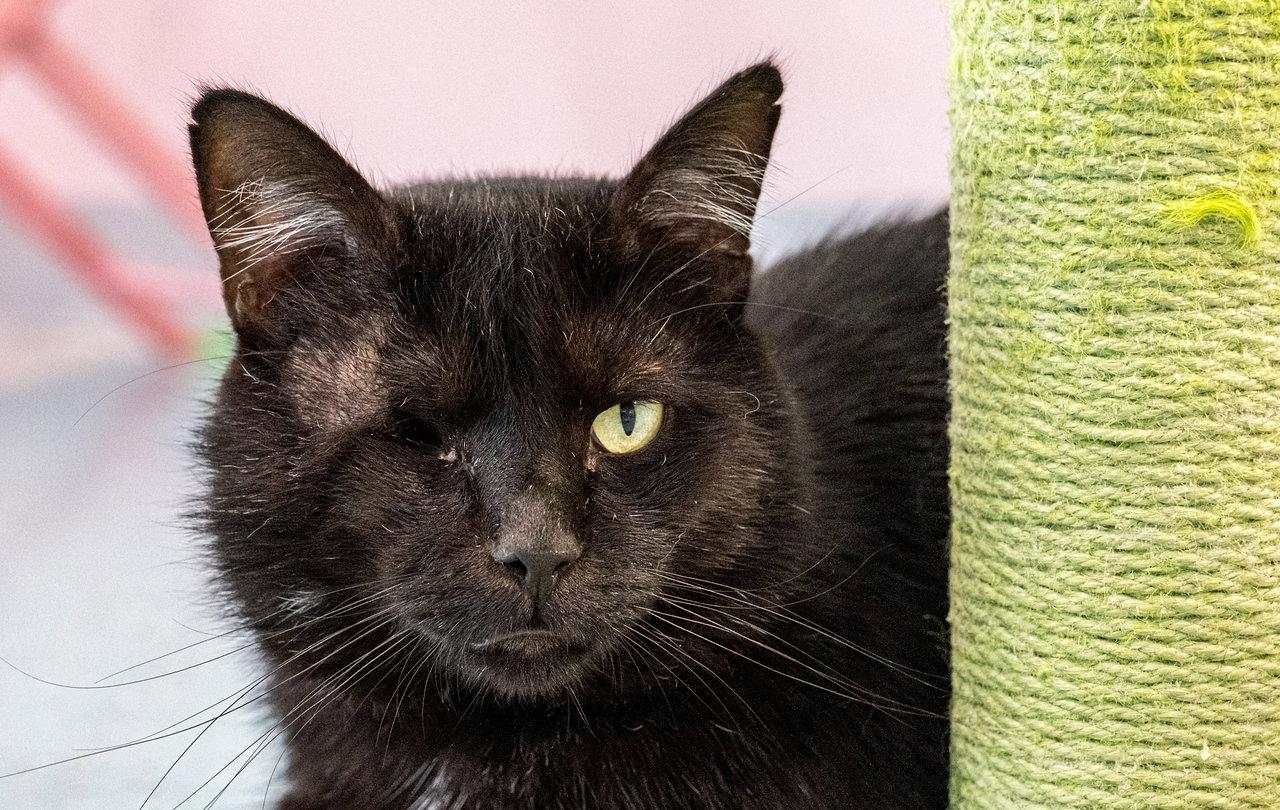 Enlarge Batman - KBC, a Adopted Domestic Medium Hair in Dublin, OH image 2/3