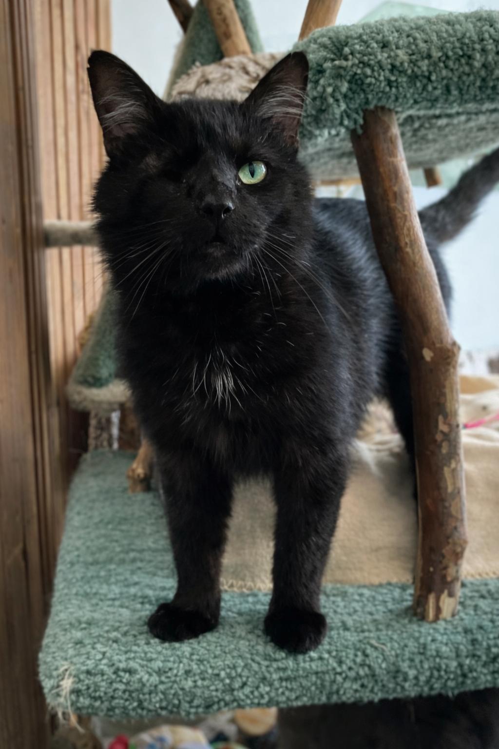 Enlarge Batman - KBC, a Adopted Domestic Medium Hair in Dublin, OH image 3/3