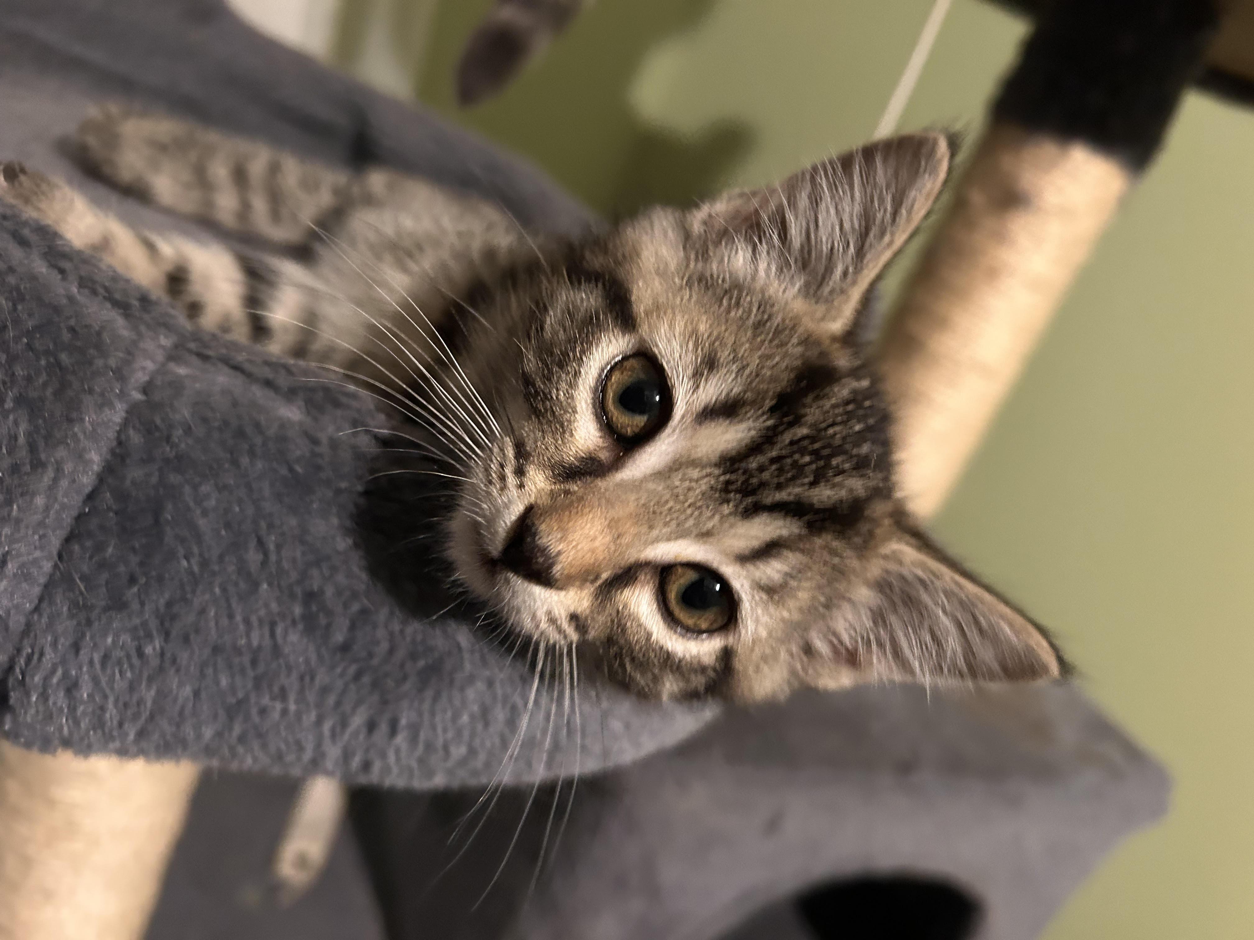 Enlarge Lipton, a ADOPTABLE Domestic Short Hair in Newborn, GA image 2/2